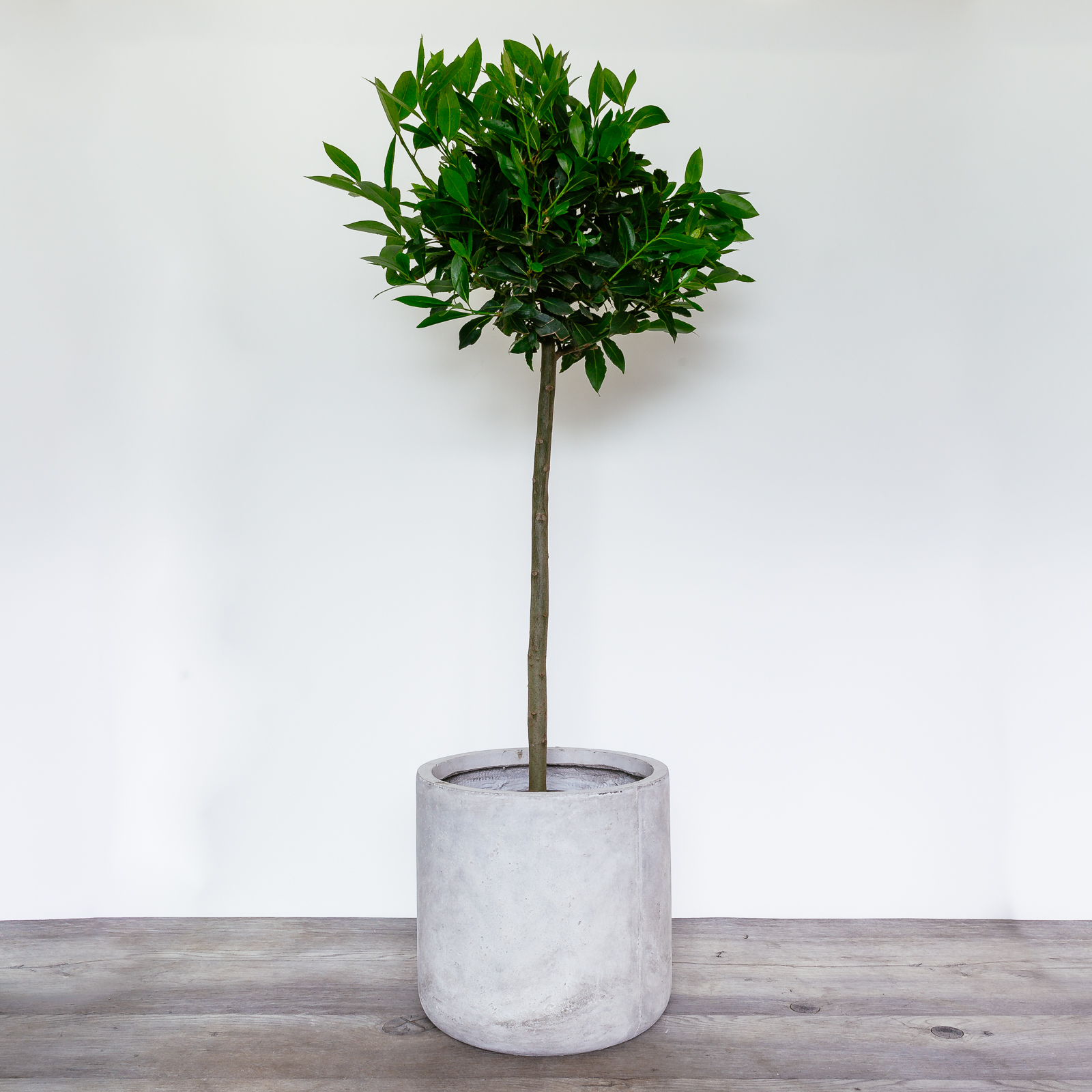 Laurus Nobilis Tree - Potted (Bay Tree)1.jpg