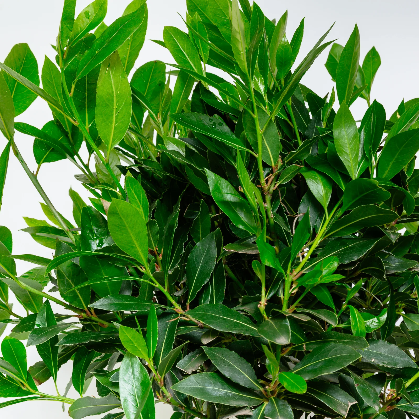 Laurus Nobilis Tree - Potted (Bay Tree)3.jpg