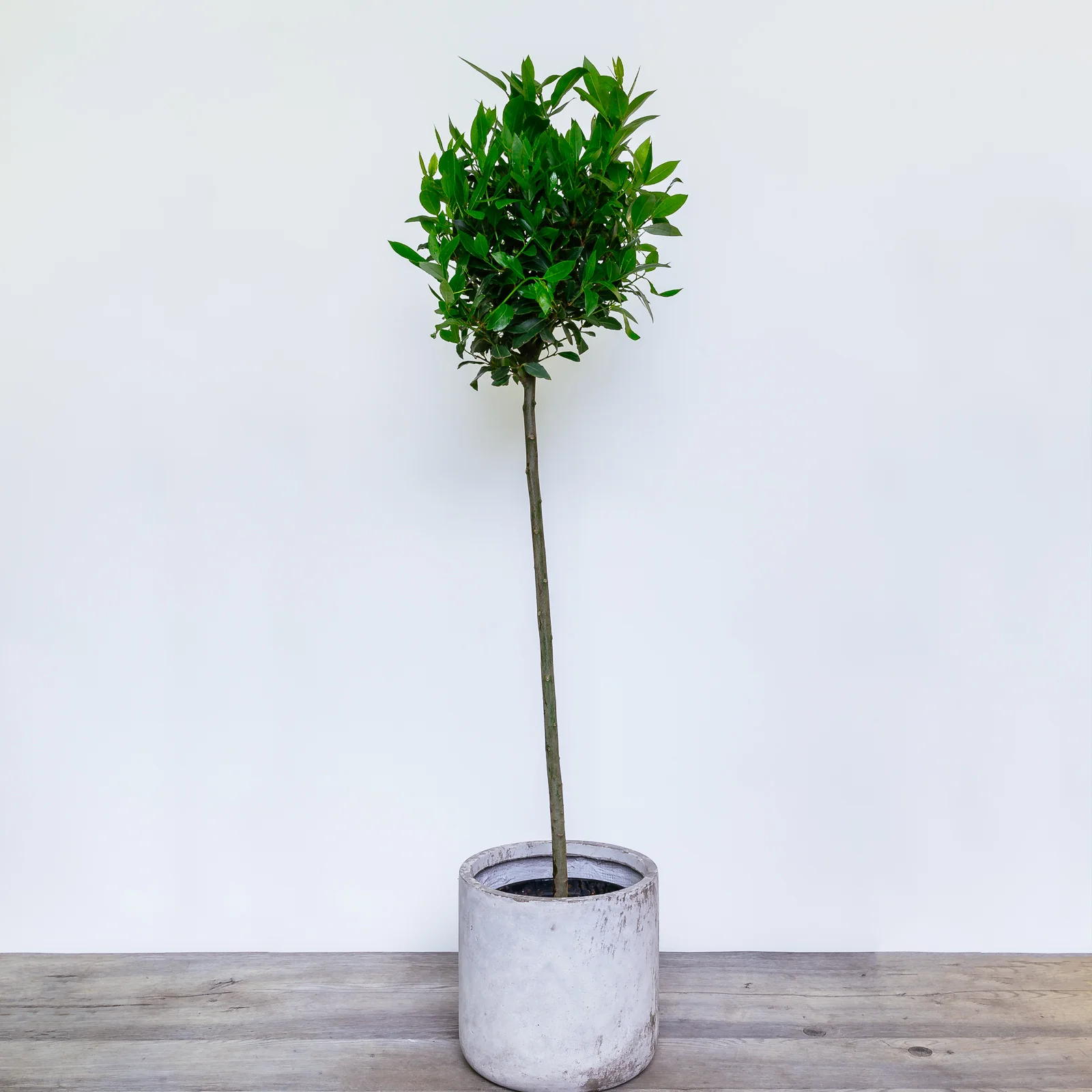 NG - Plants - June 2019-234.jpg