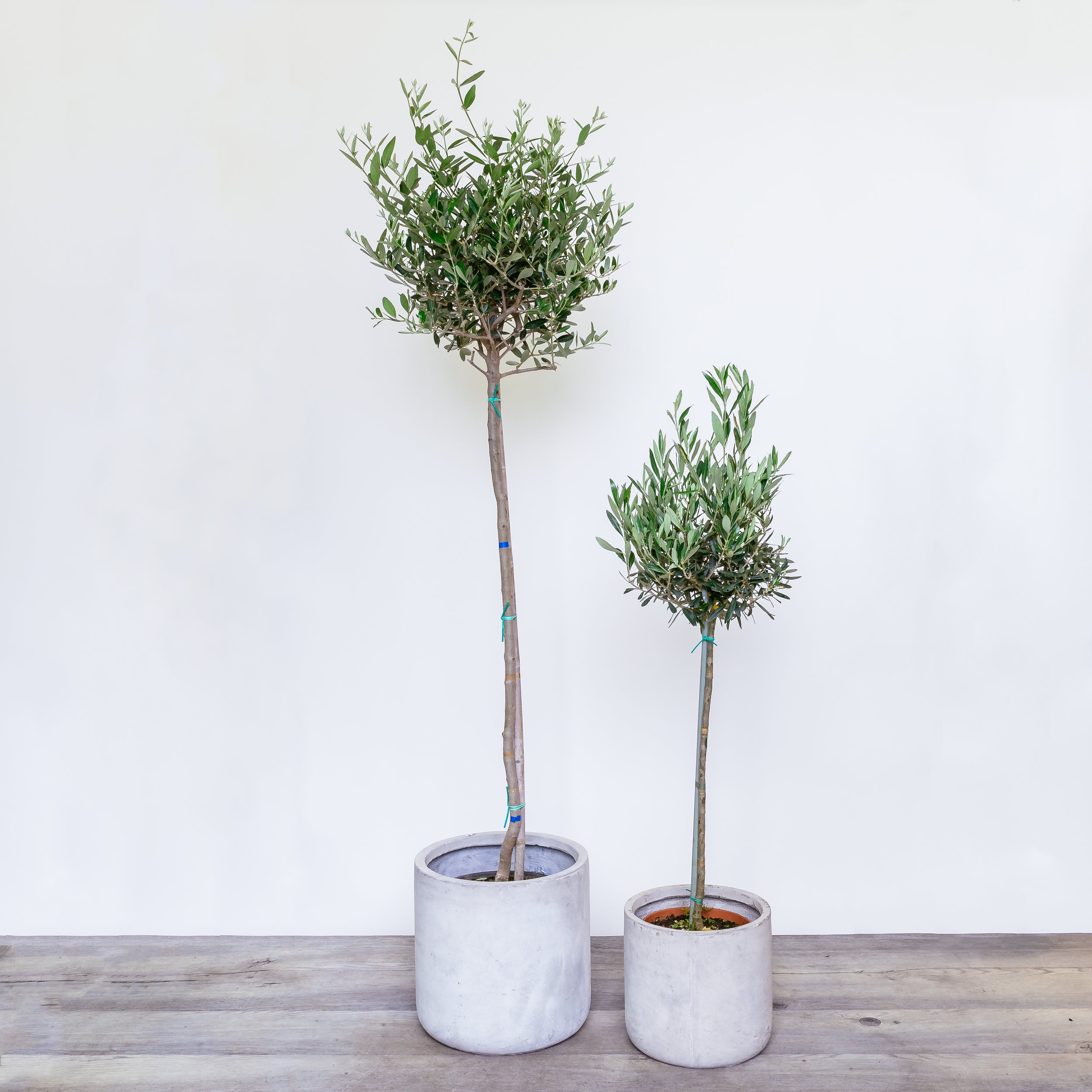 NG+-+Plants+-+June+2019-231.jpg