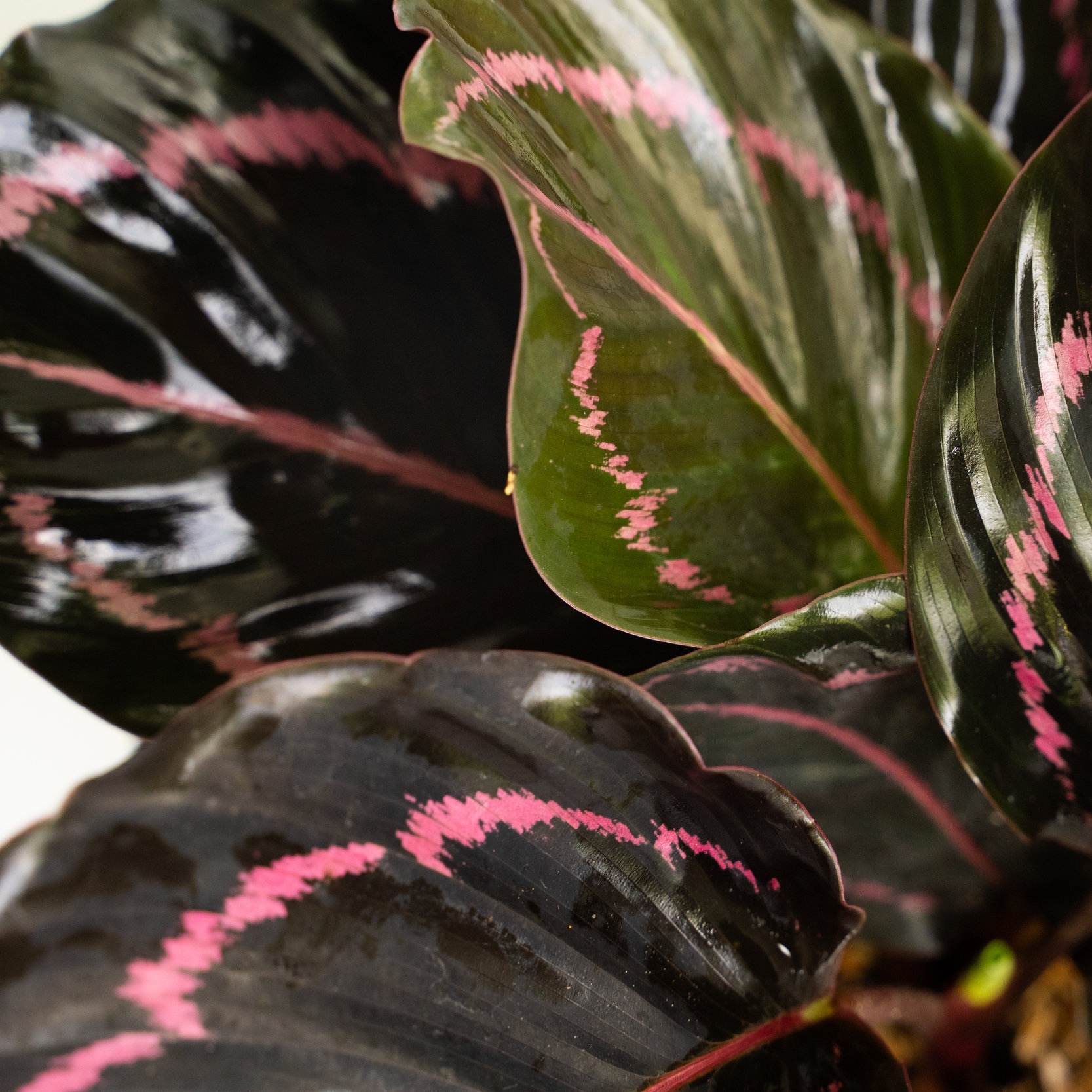 Leaves of the Calathea Roseopicta are shiny purple