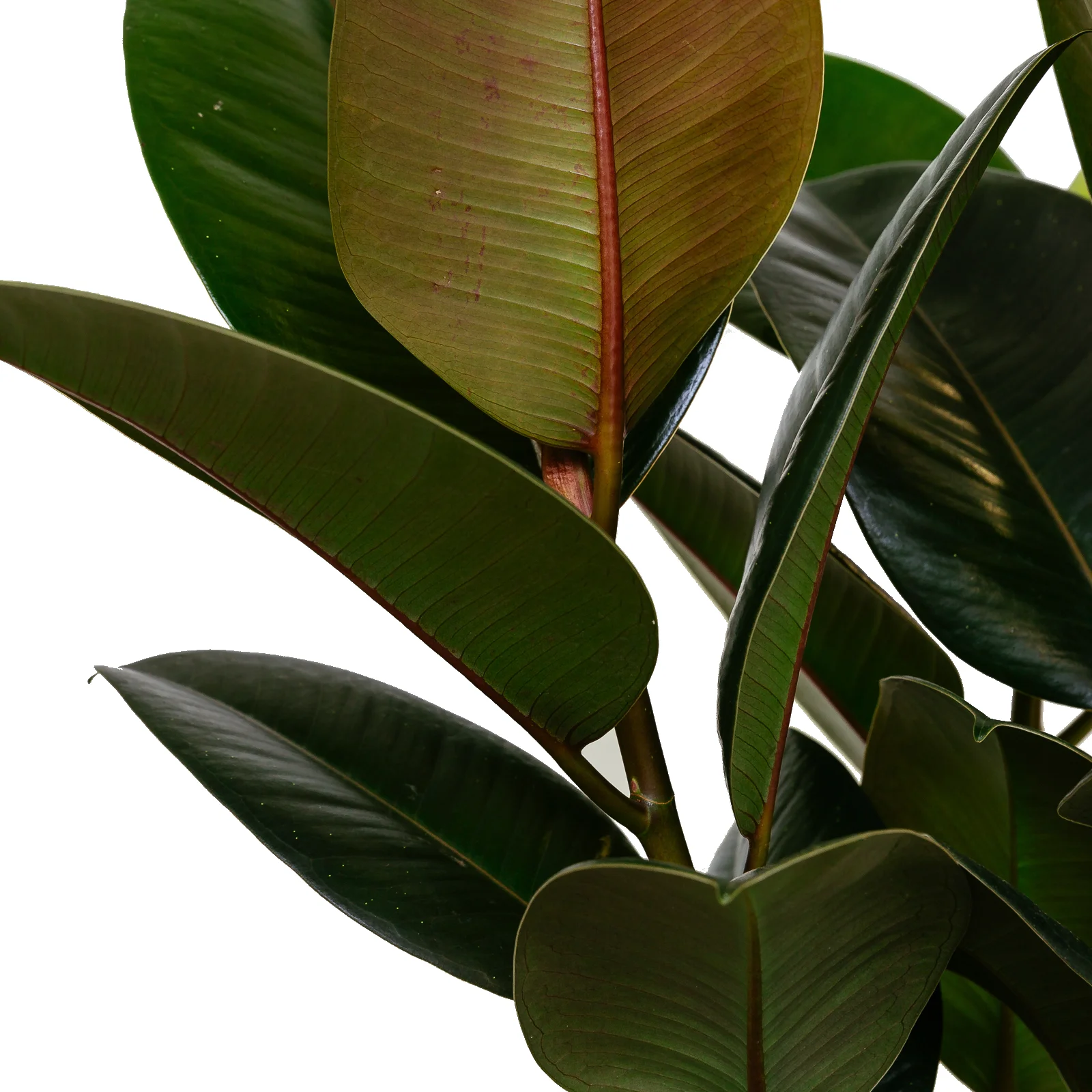 Ficus Elastica Robusta (Rubber Plant) 2.jpg