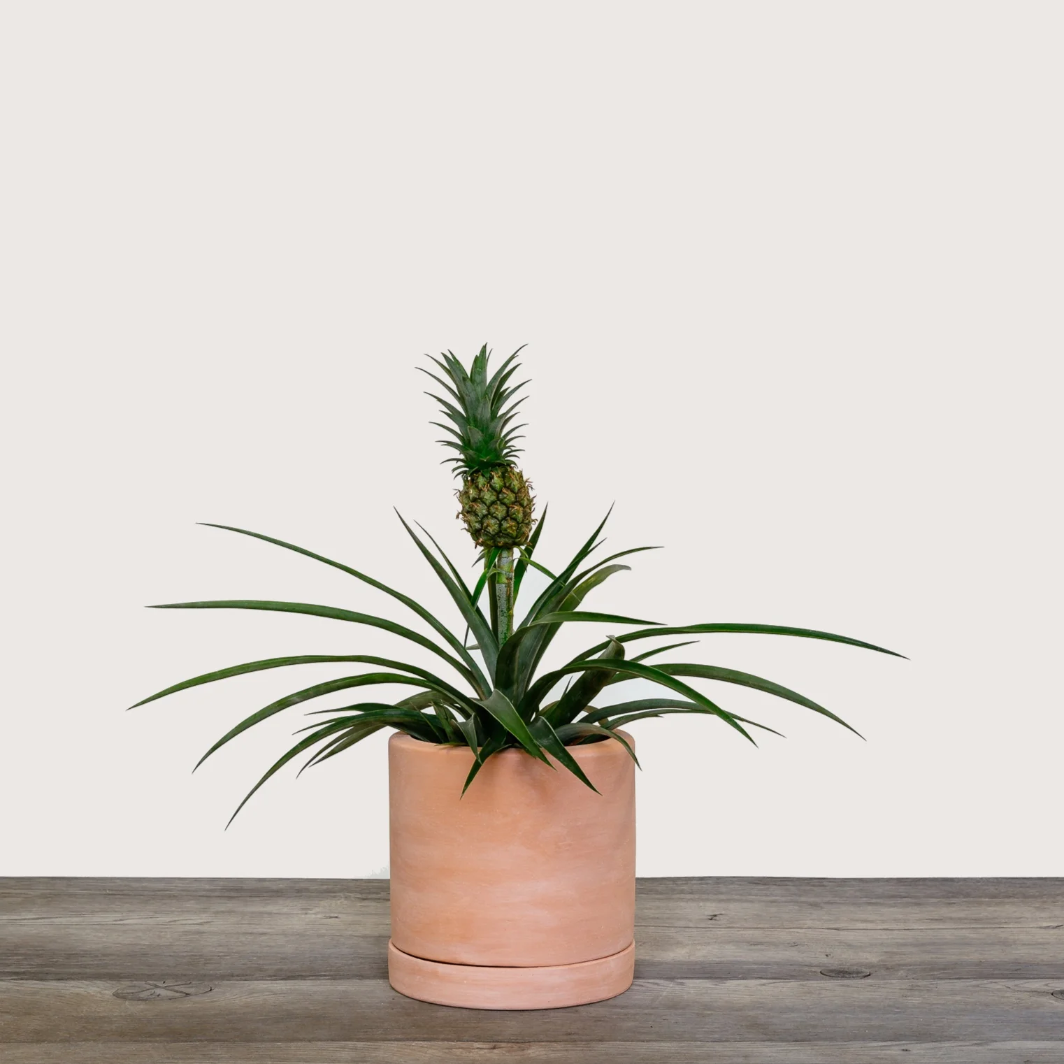 Bromeliad+%28Pineapple+Plant+Corona%291.jpg