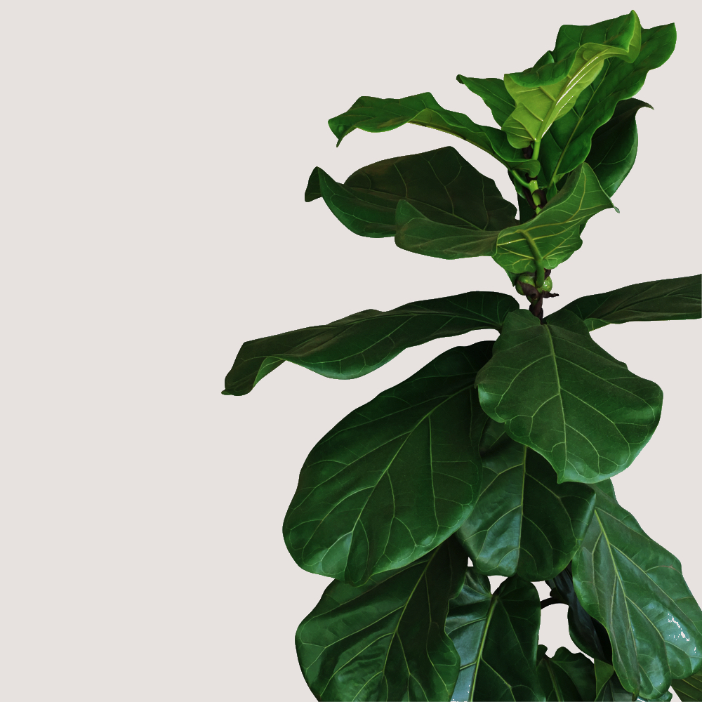 AdobeStock_275100219.jpeg