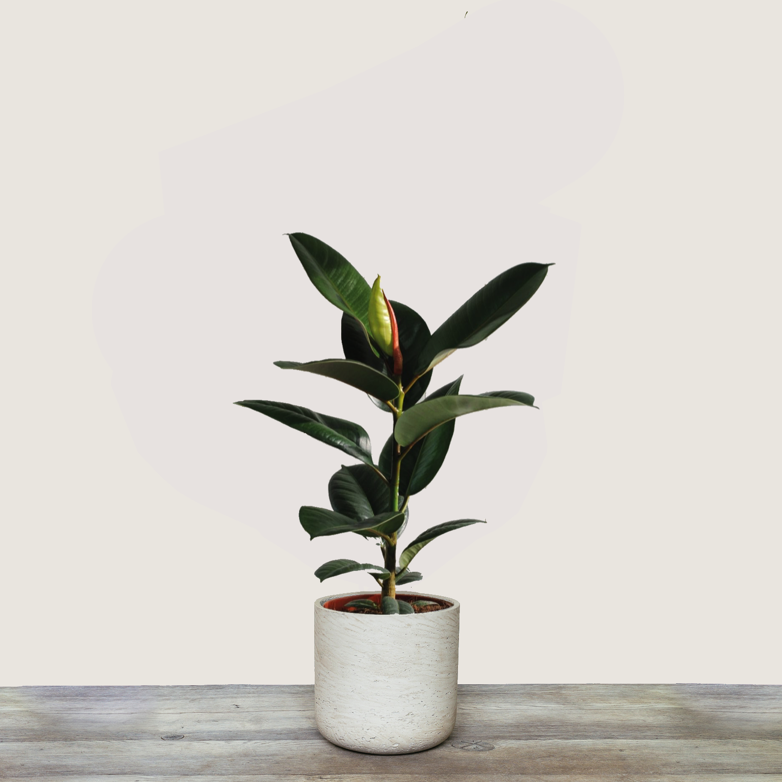 Rubber Plant.png
