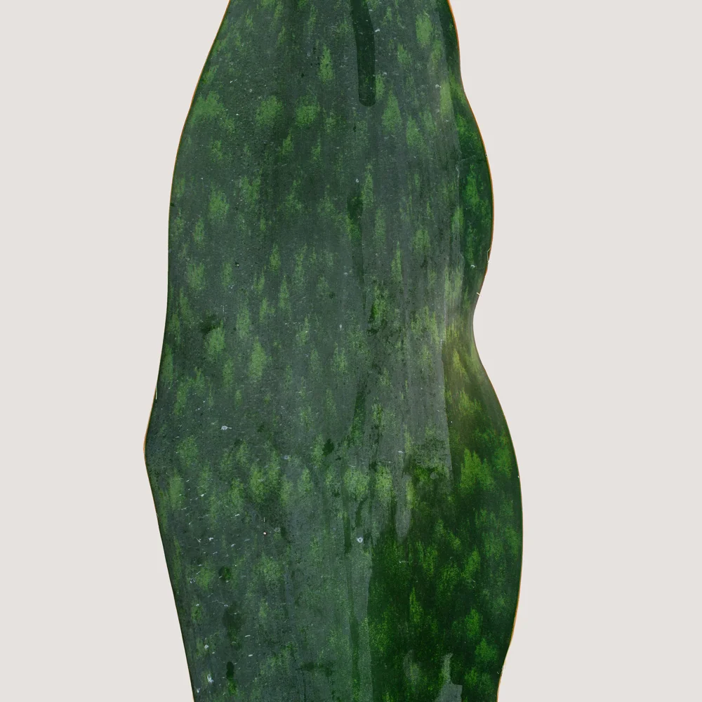 NG - Plants - June 2019-78 copy.jpg