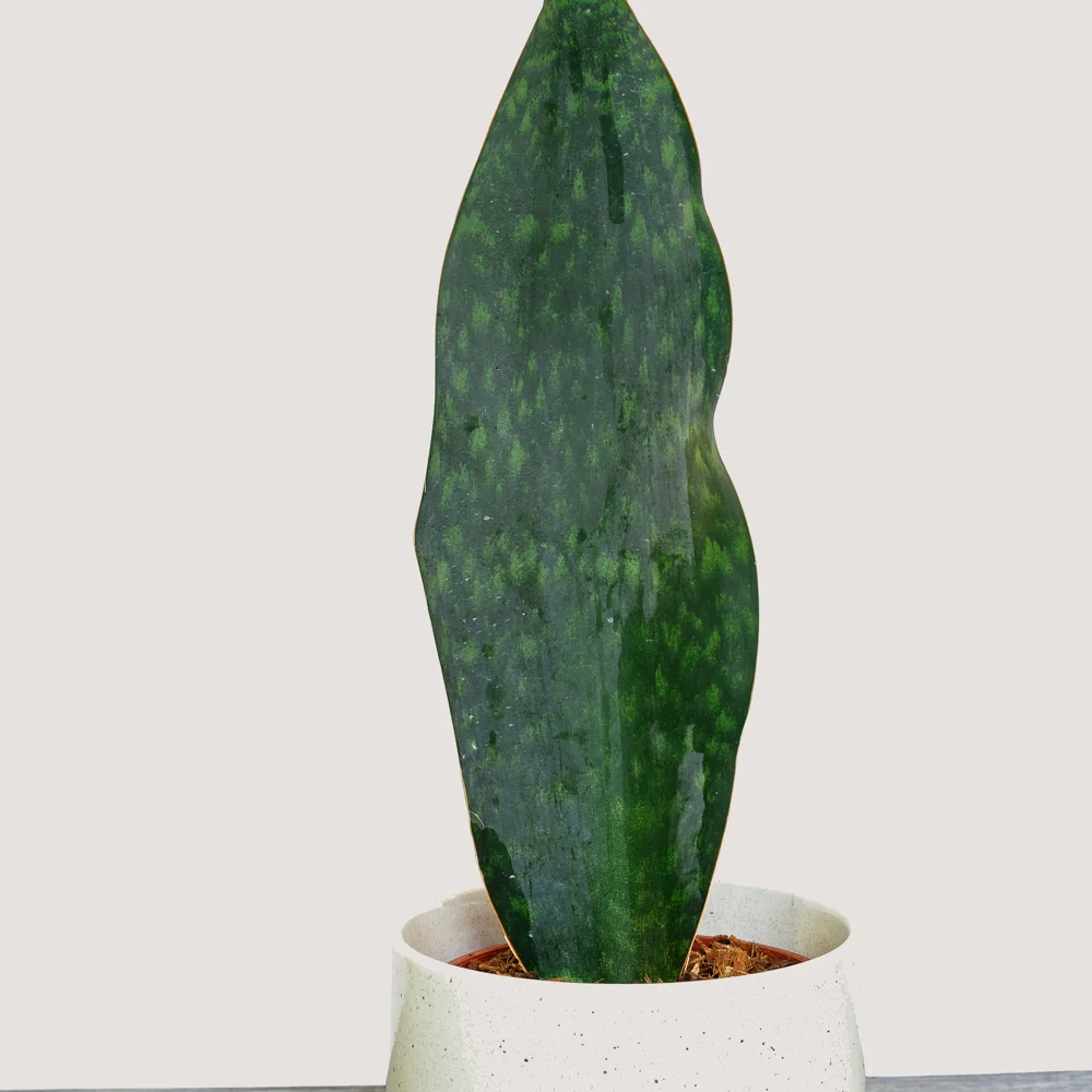 NG - Plants - June 2019-77 copy.jpg