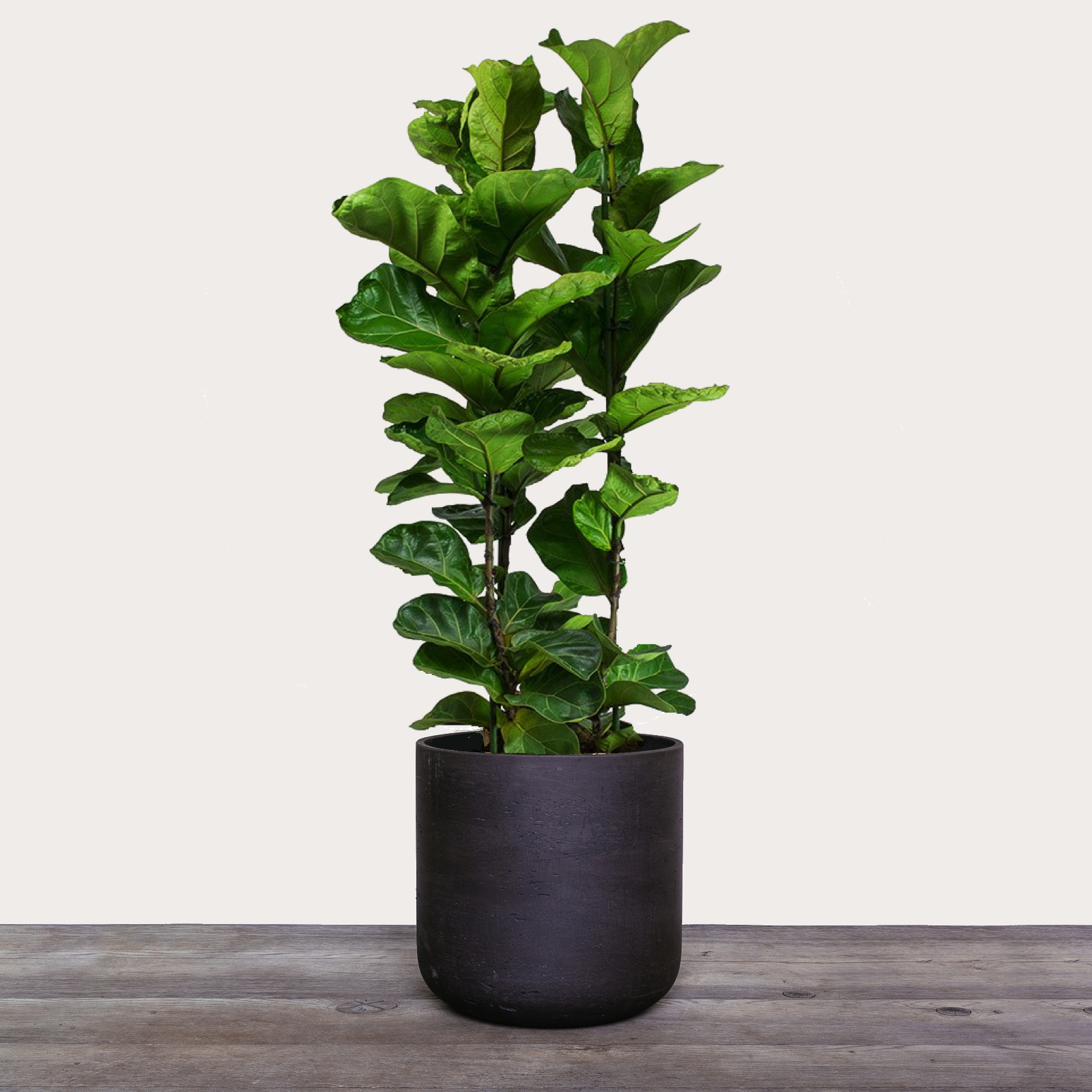 Fiddle Leaf1.png
