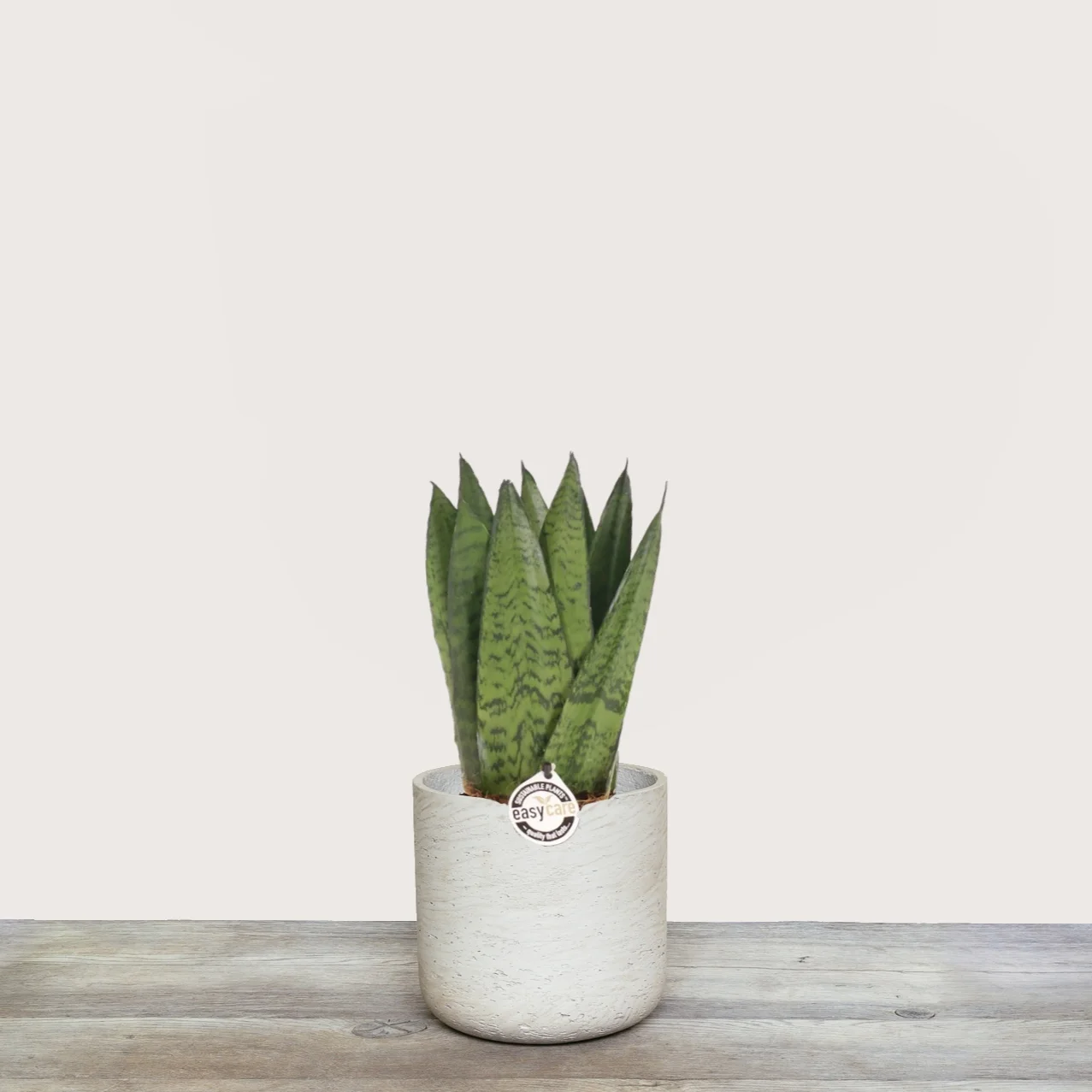 Sansevieria+Zeylanica.jpg