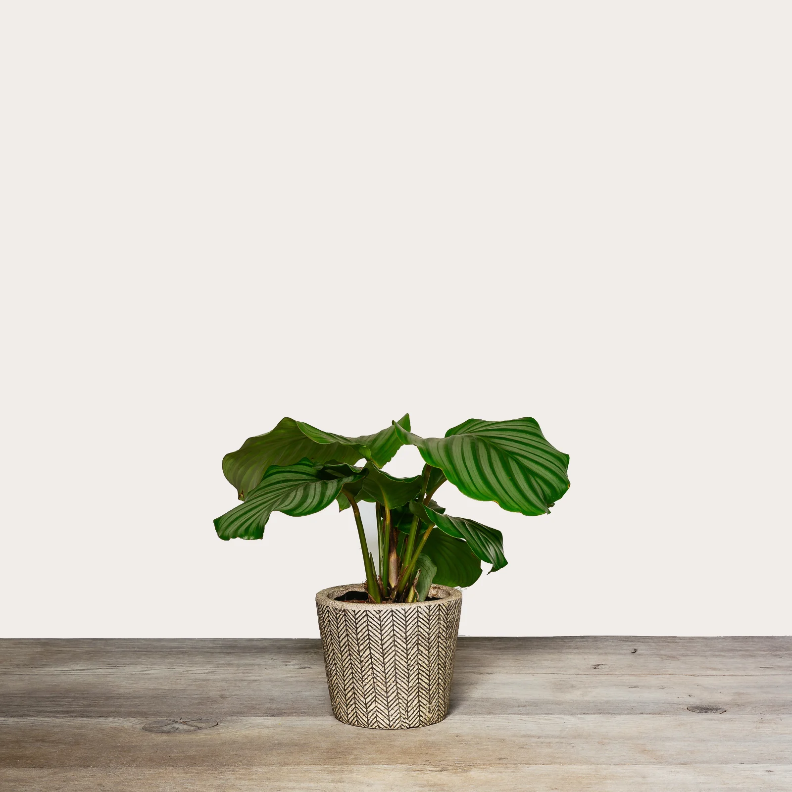 NG - Plants - June 2019-170.jpg