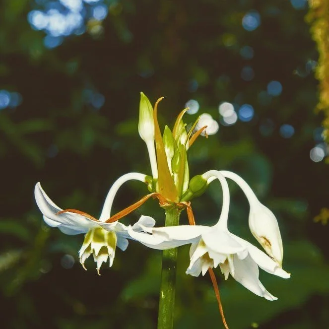 Be careful who you drink medicine with 🌿
I've journeyed with ayahuasca over 7yrs & learned so much about the delicacy & reverence for working with plant allies, especially those that are mind altering & hallucinogenic
I see how plant m