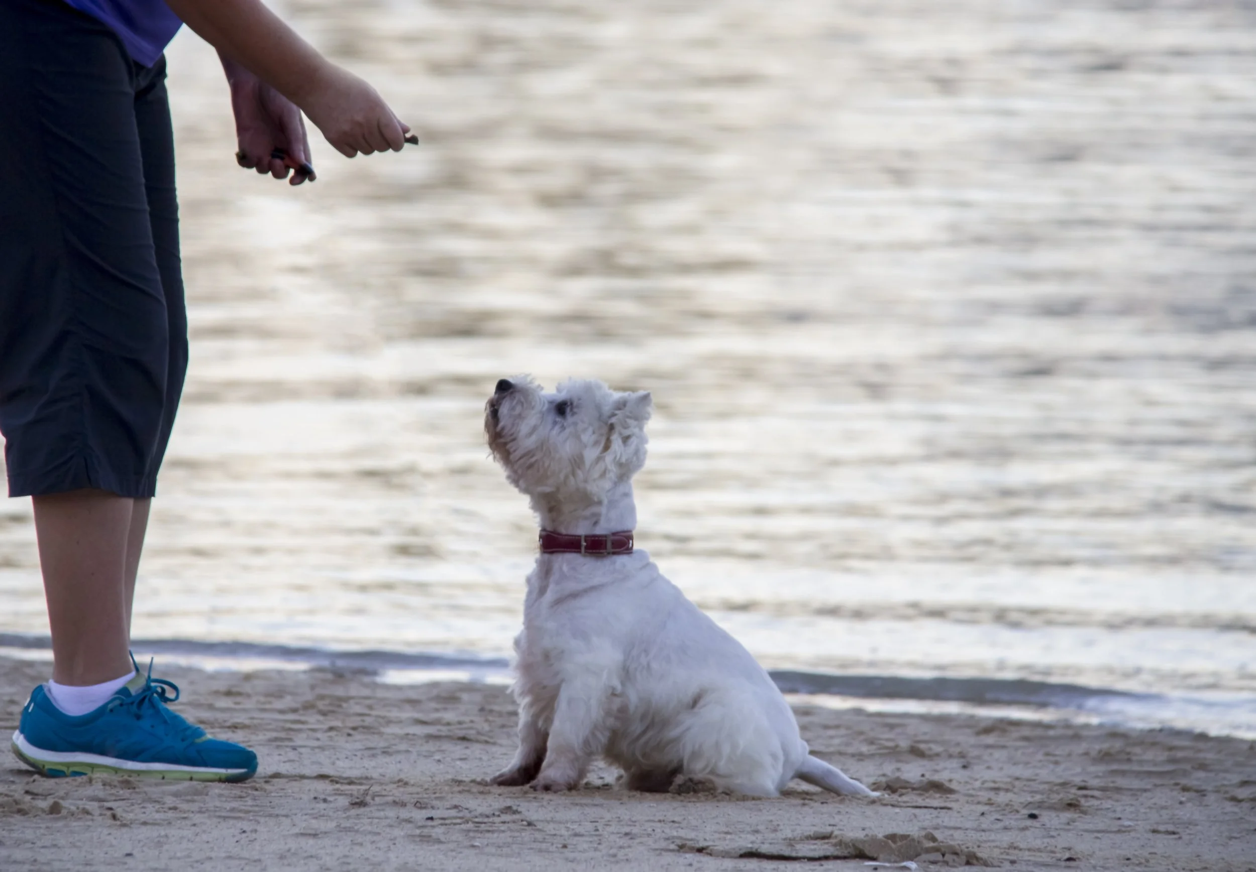 natural dog treats good for dog training