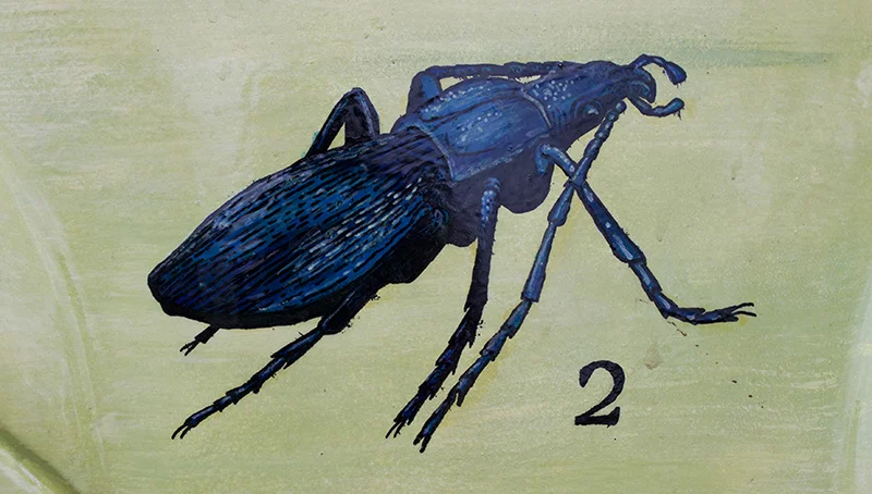 beetle.jpg