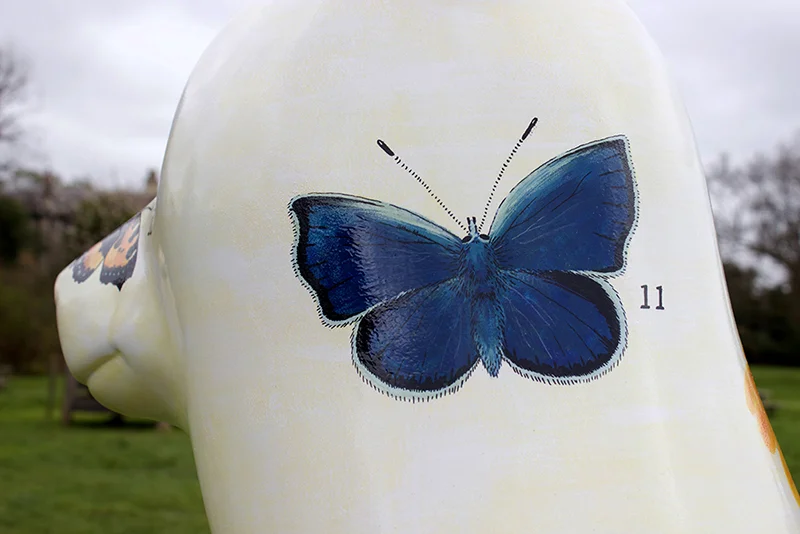 butterfly.jpg