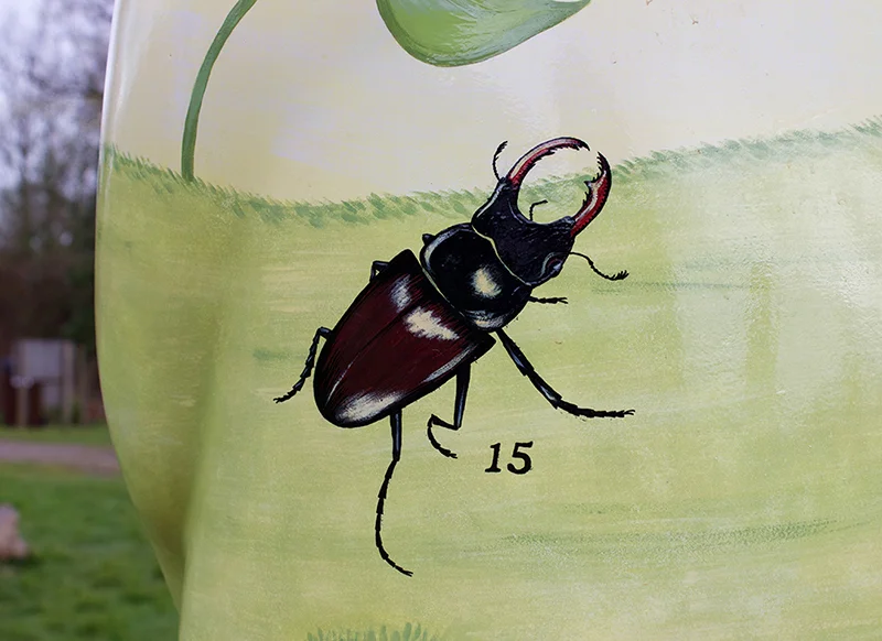 stag-beetle.jpg