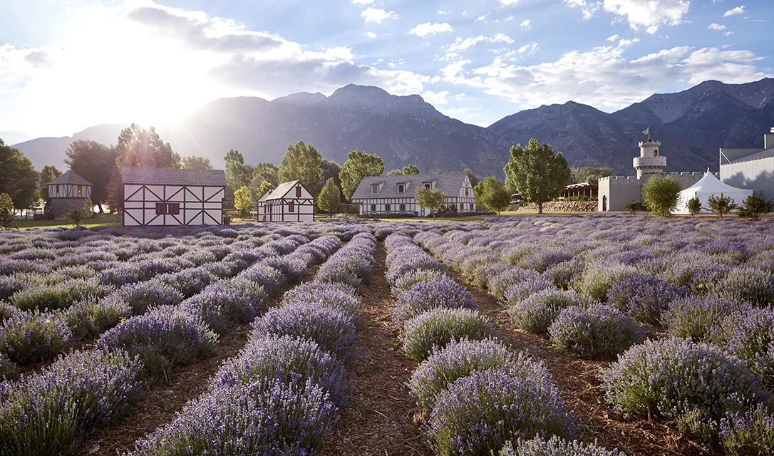 Photo credit: YoungLiving.com