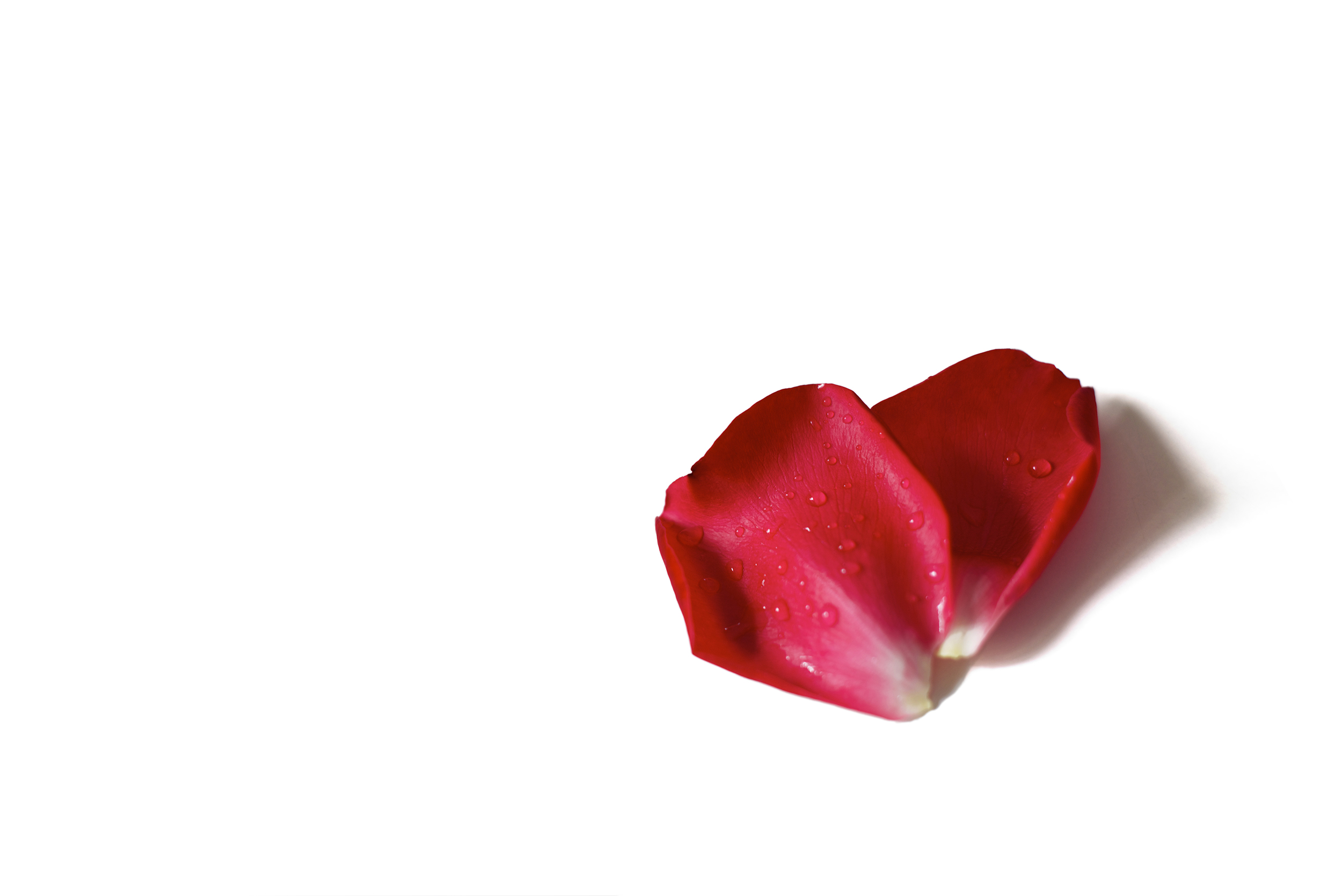 Лепестками розового красного. Лепестки роз. Лепестки роз на белом фоне. Лепестки роз на прозрачном фоне. Красный лепесток на белом фоне.