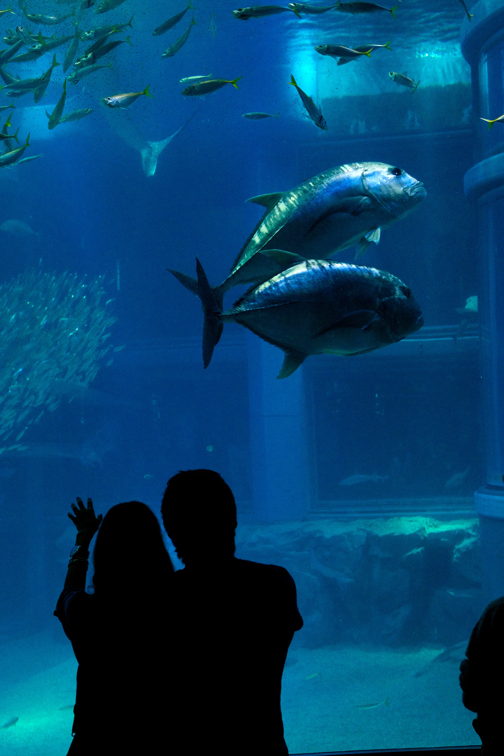 Silhouettes at the aquarium