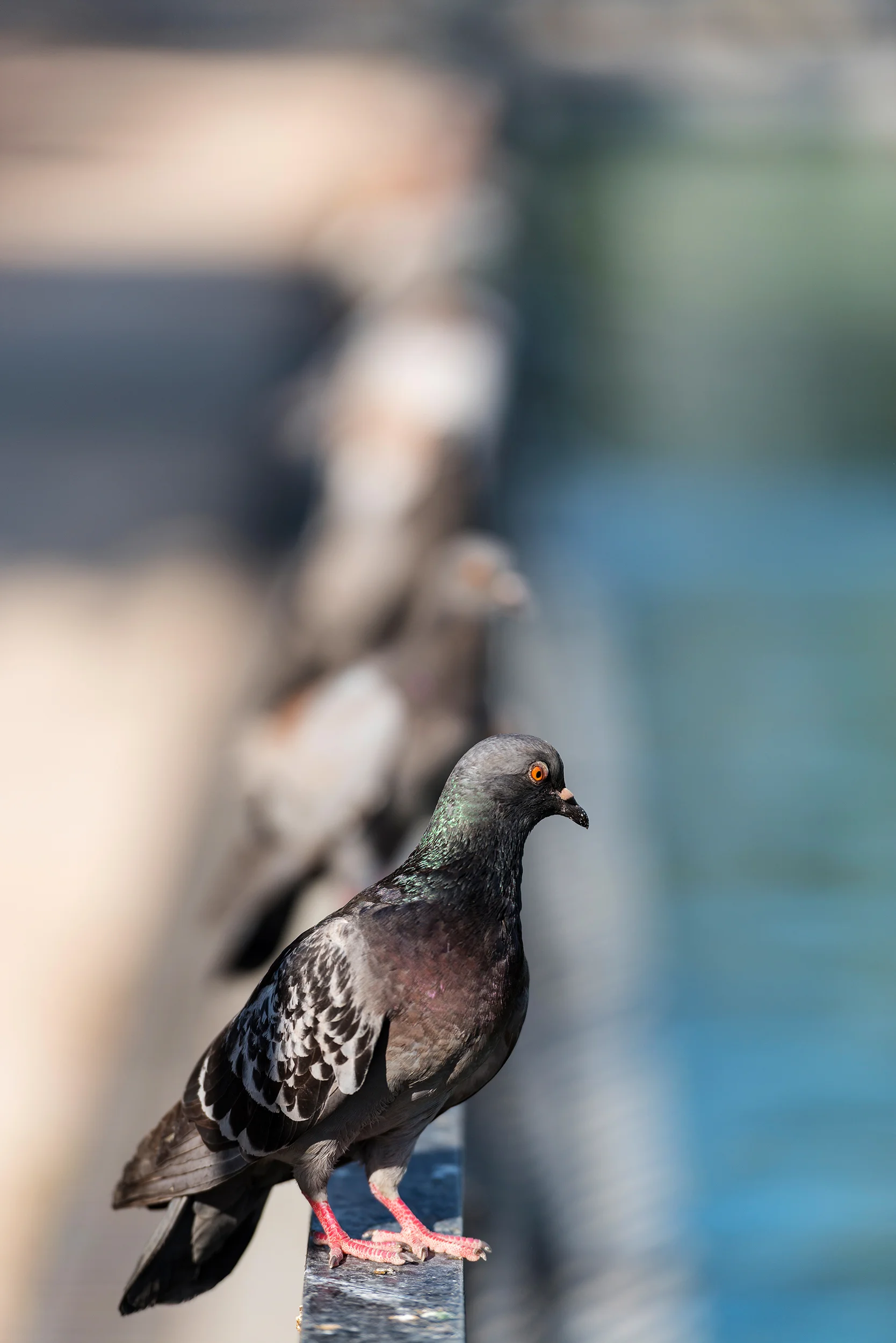 Pigeons resting on a railing
