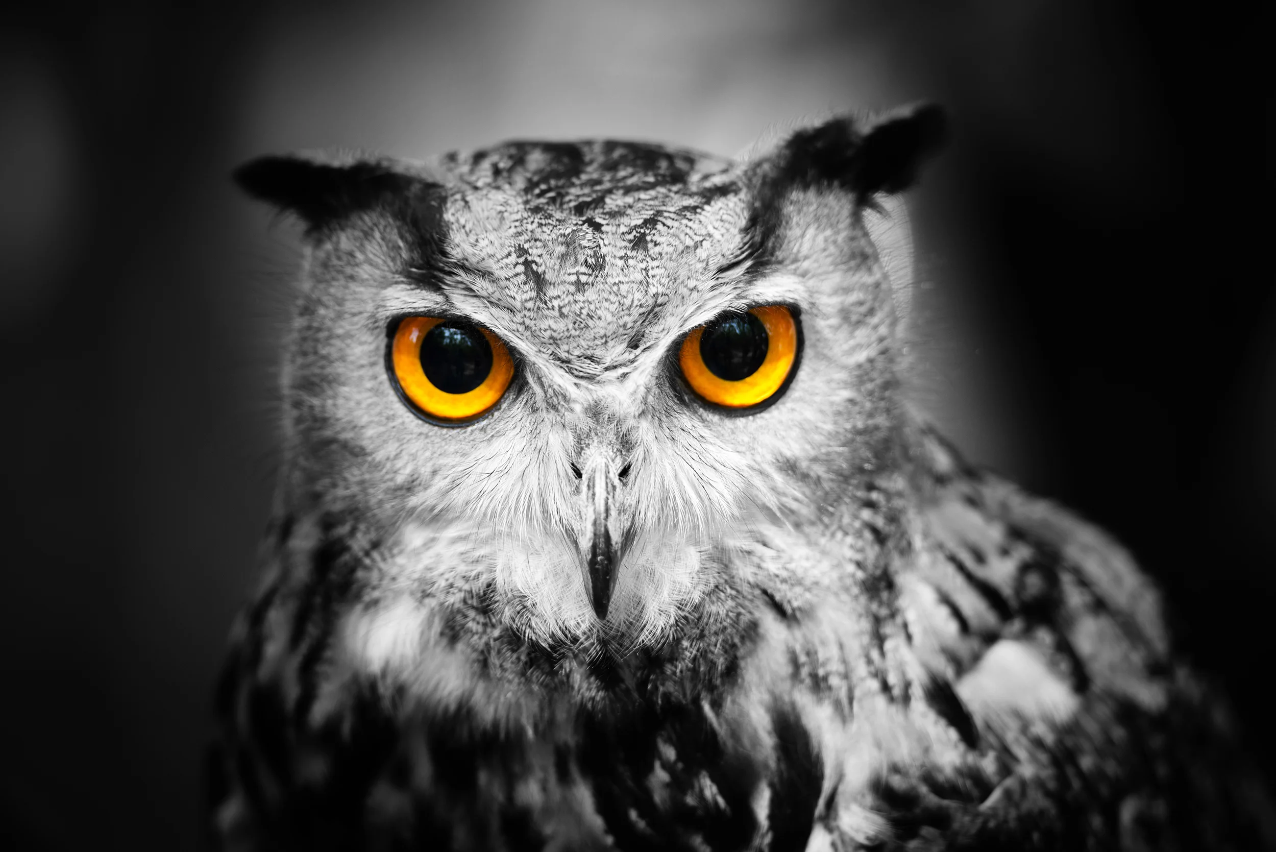 Headshot of a great horned owl