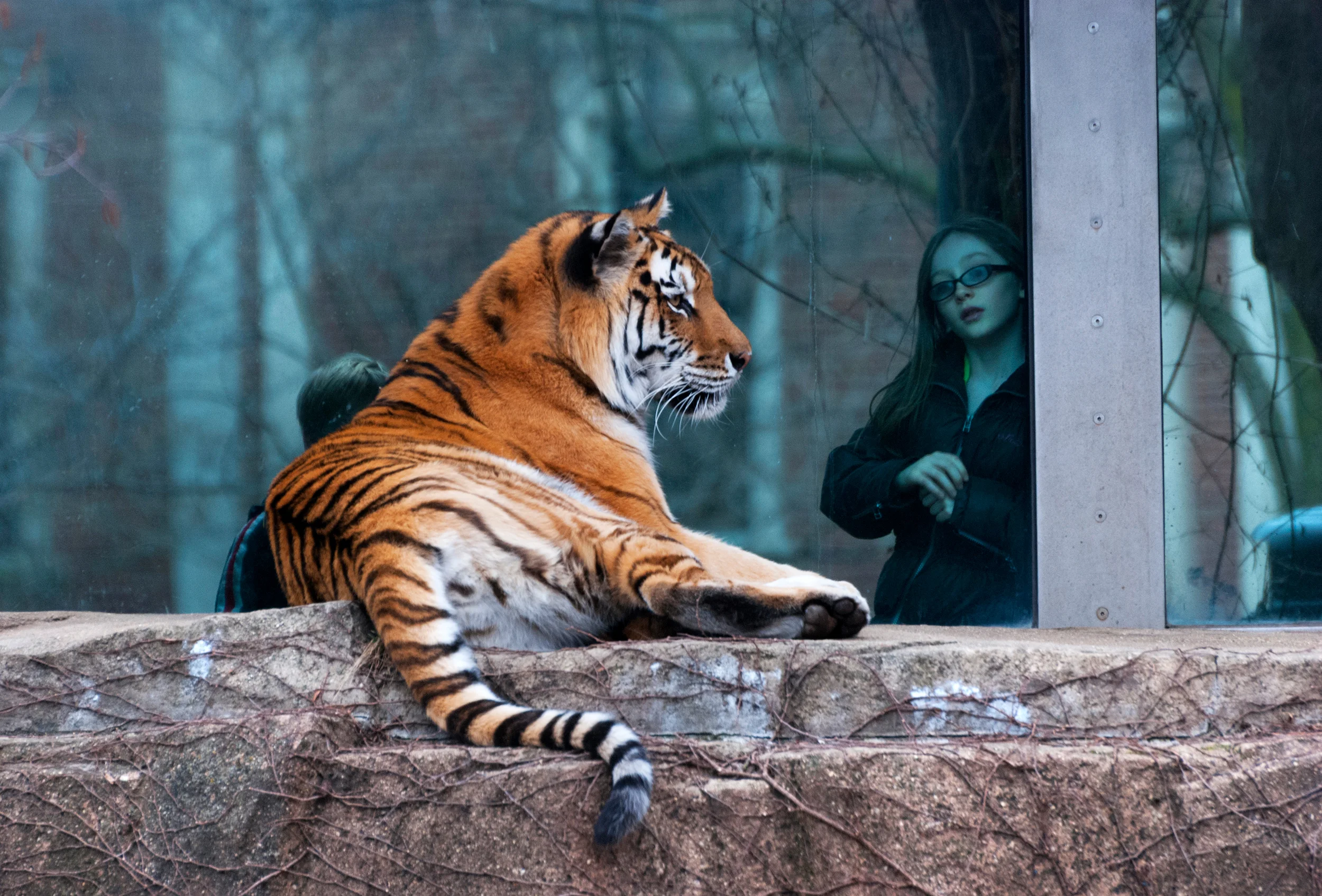 Tiger at the Zoo, Chicago
