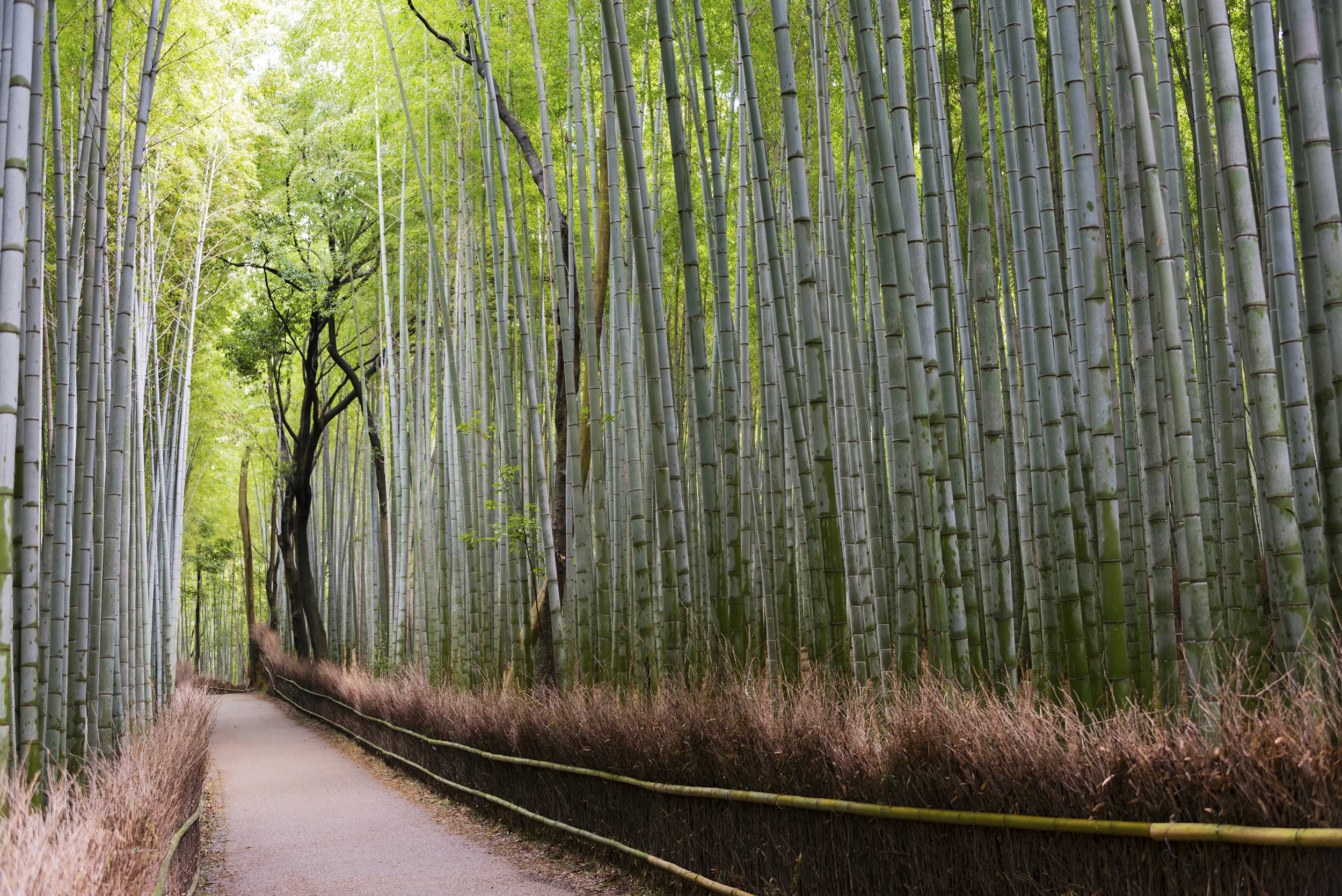 A long walkway at Bamboo Grove in Arashiyama, Kyoto