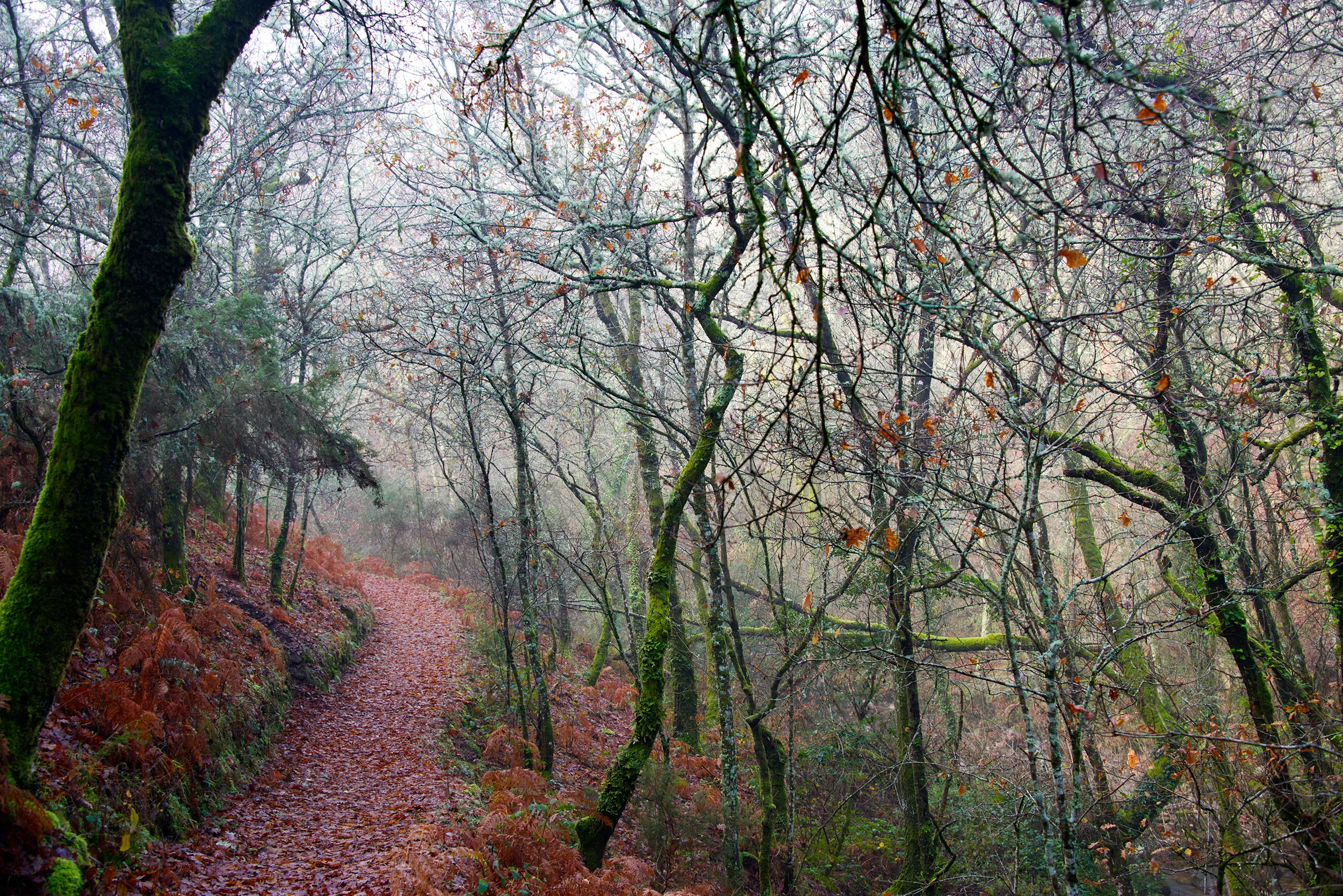 Autumn path