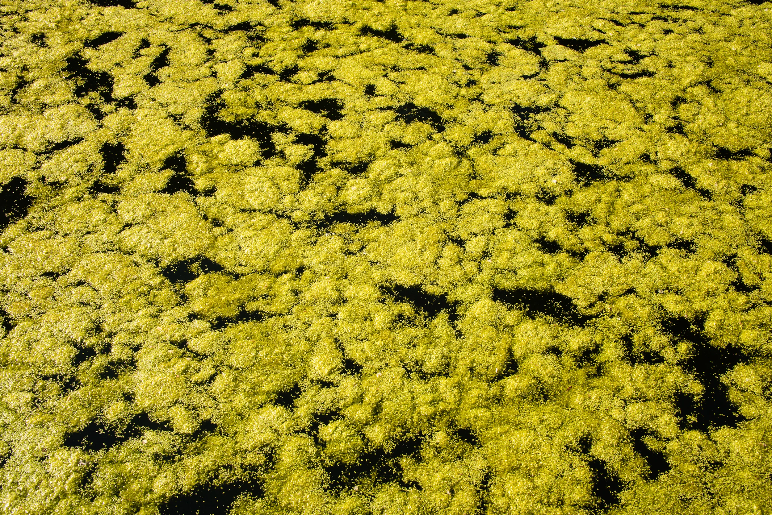 Mold on pond