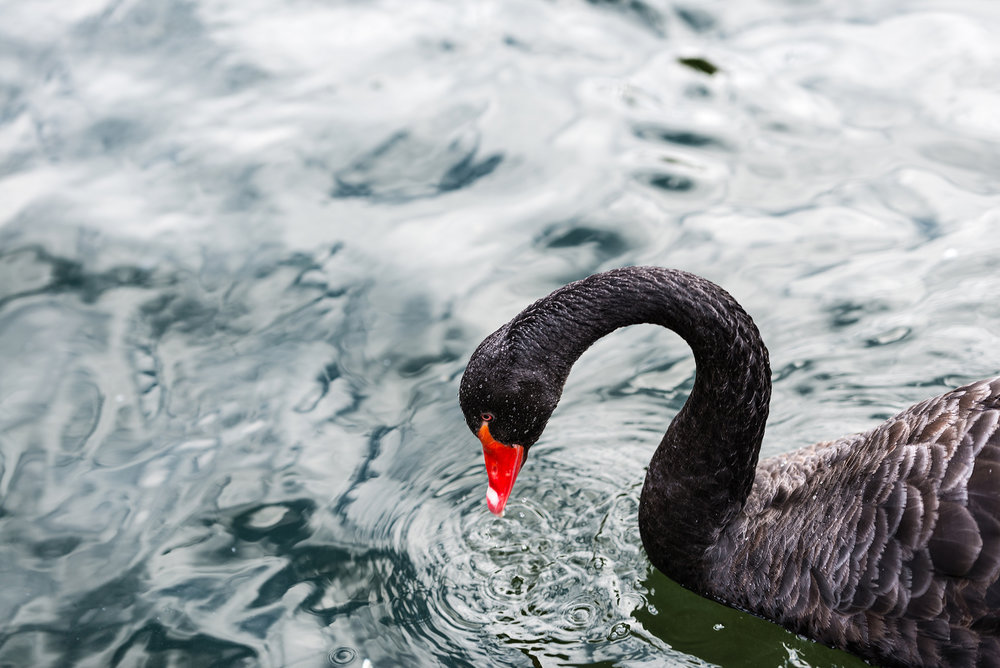 Black Swan in Campo Grande park 