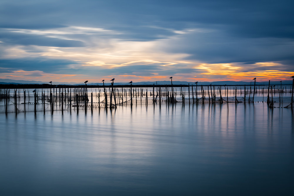 Silhouette of birds standing on poles at dusk in the Albufera in Valencia