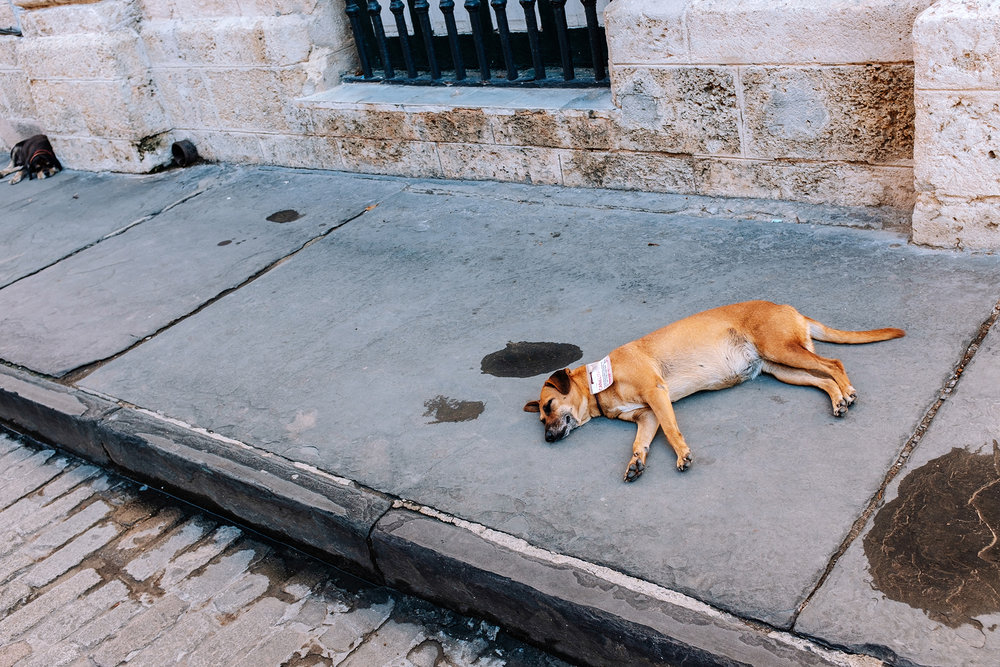 Stray dog lying on the floor in Old Havana