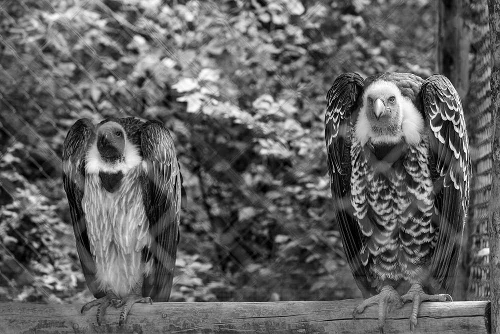 Vultures in a cage