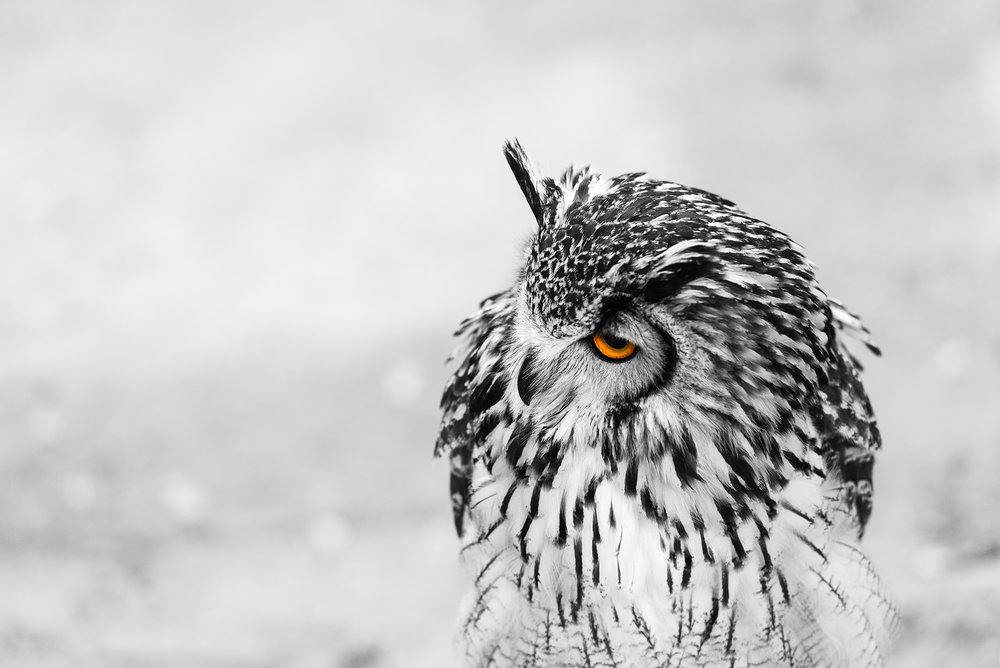 Headshot of a great horned owl