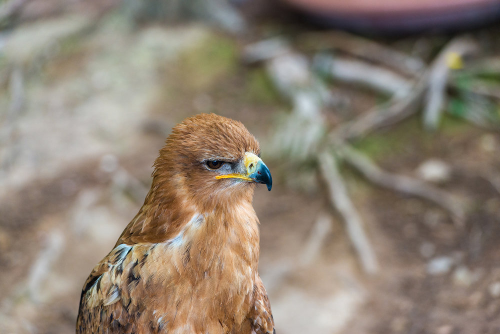 Headshot of an eagle