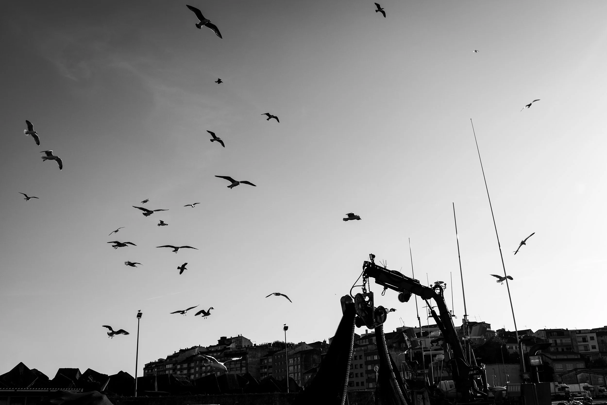 Silhouette of seagulls and cranes in Portonovo, a small village in the coast of Galicia, Spain. Monochrome.