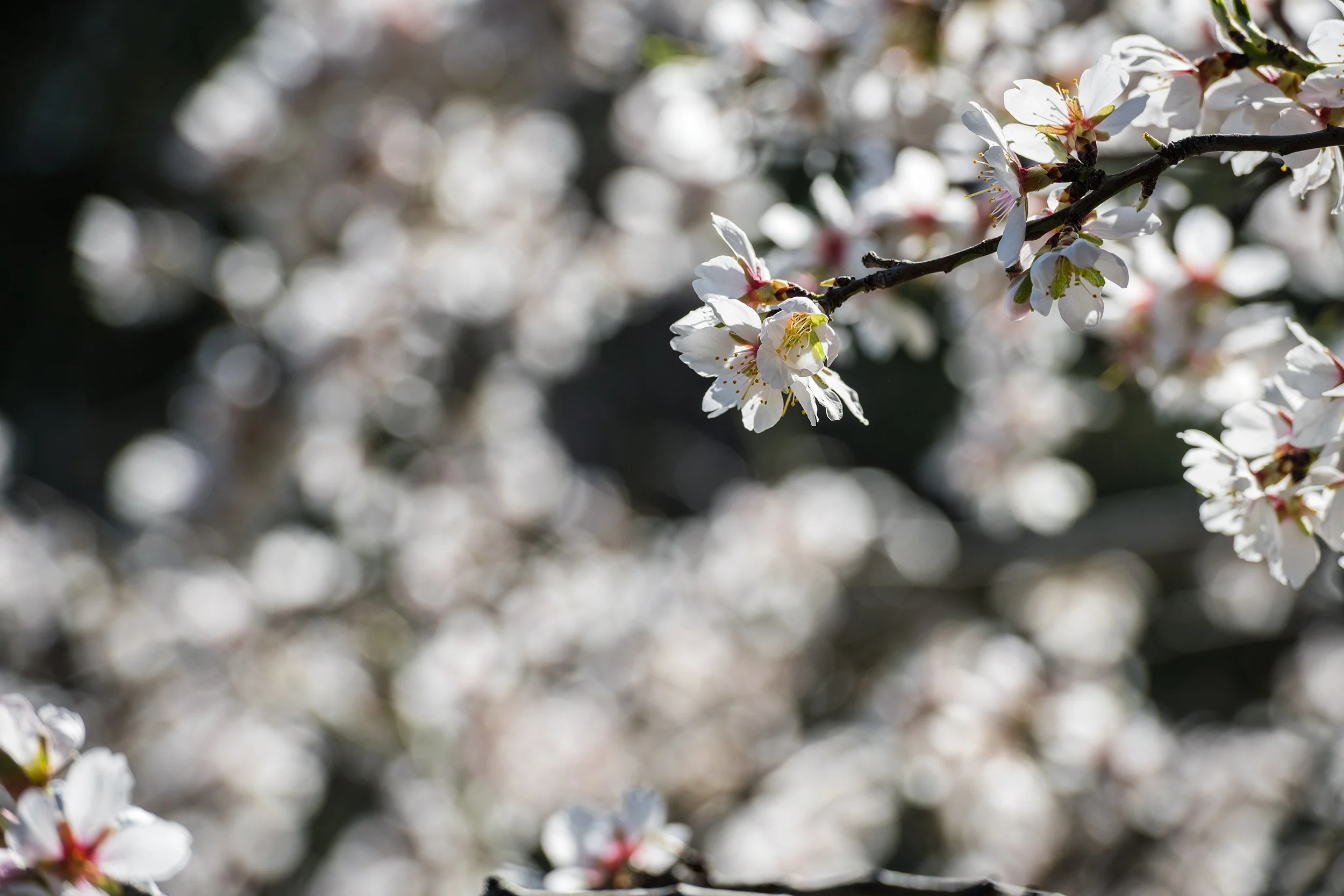 Almond trees blossoming in early Spring in a public park in Madrid on a sunny day. Shallow DOF.