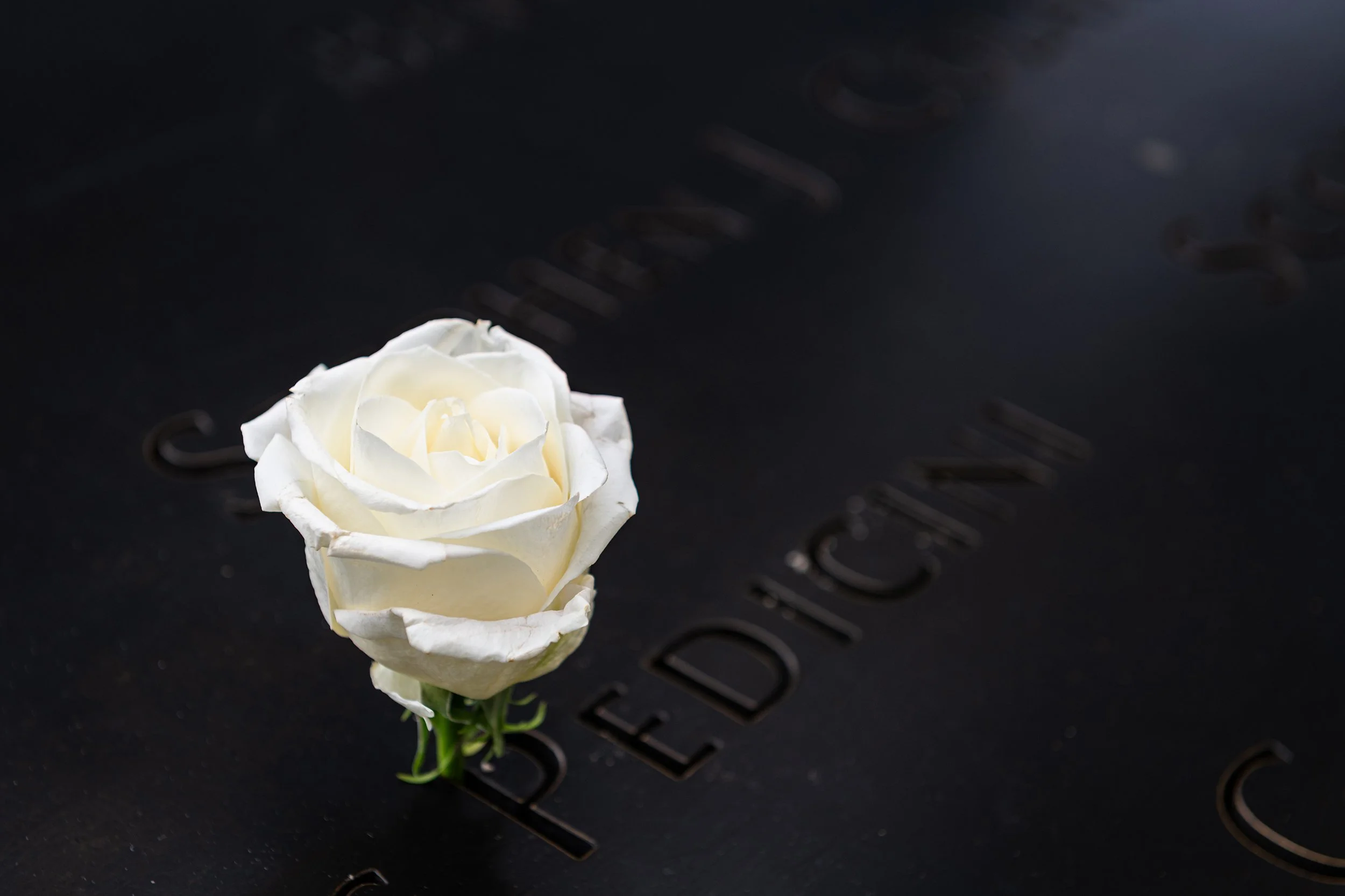 A solitary white rose placed at the 9/11 Memorial in Lower Manhattan, New York City