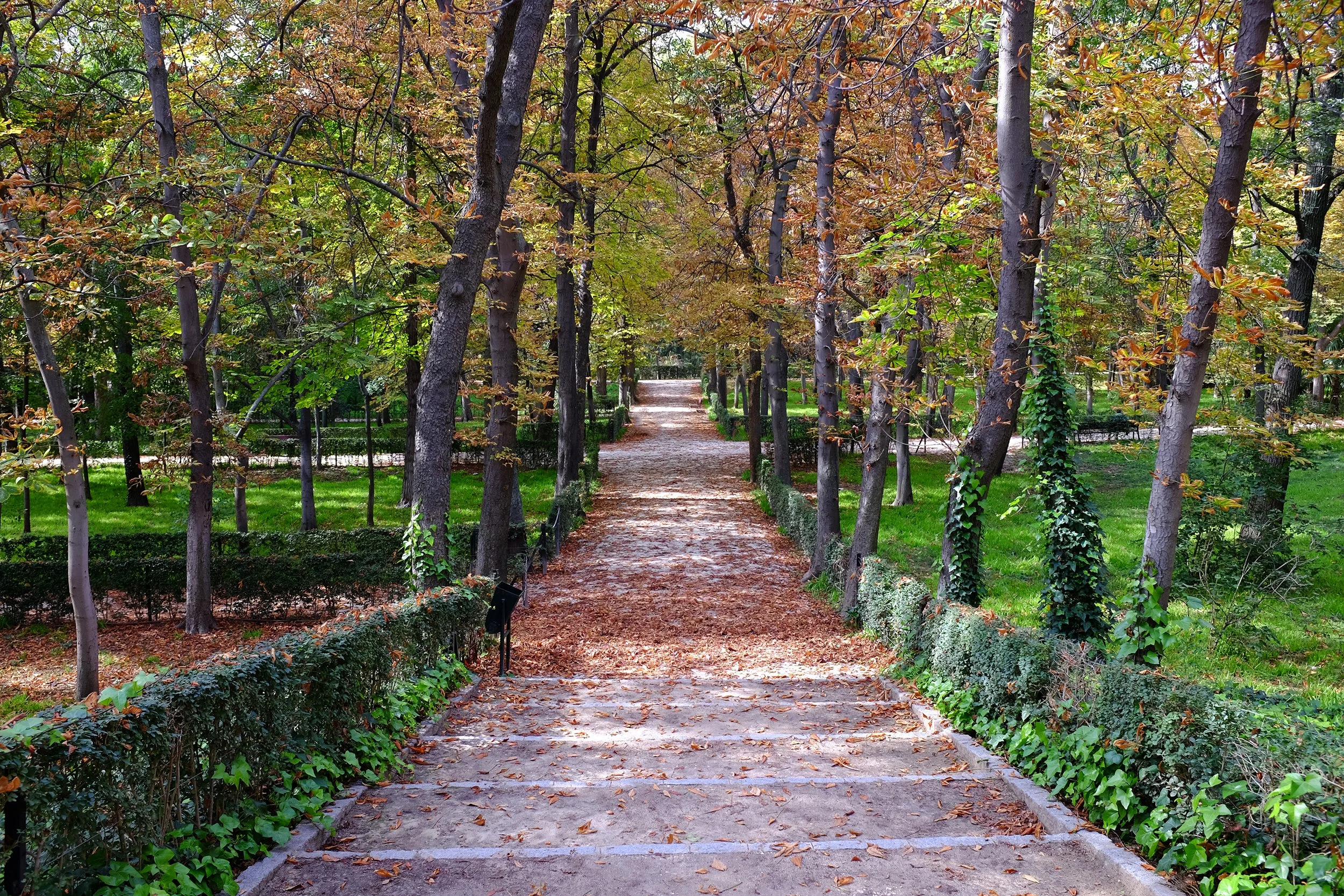 Path covered with fallen leaves inside the public Retiro Park in Madrid in early Autumn, Spain.