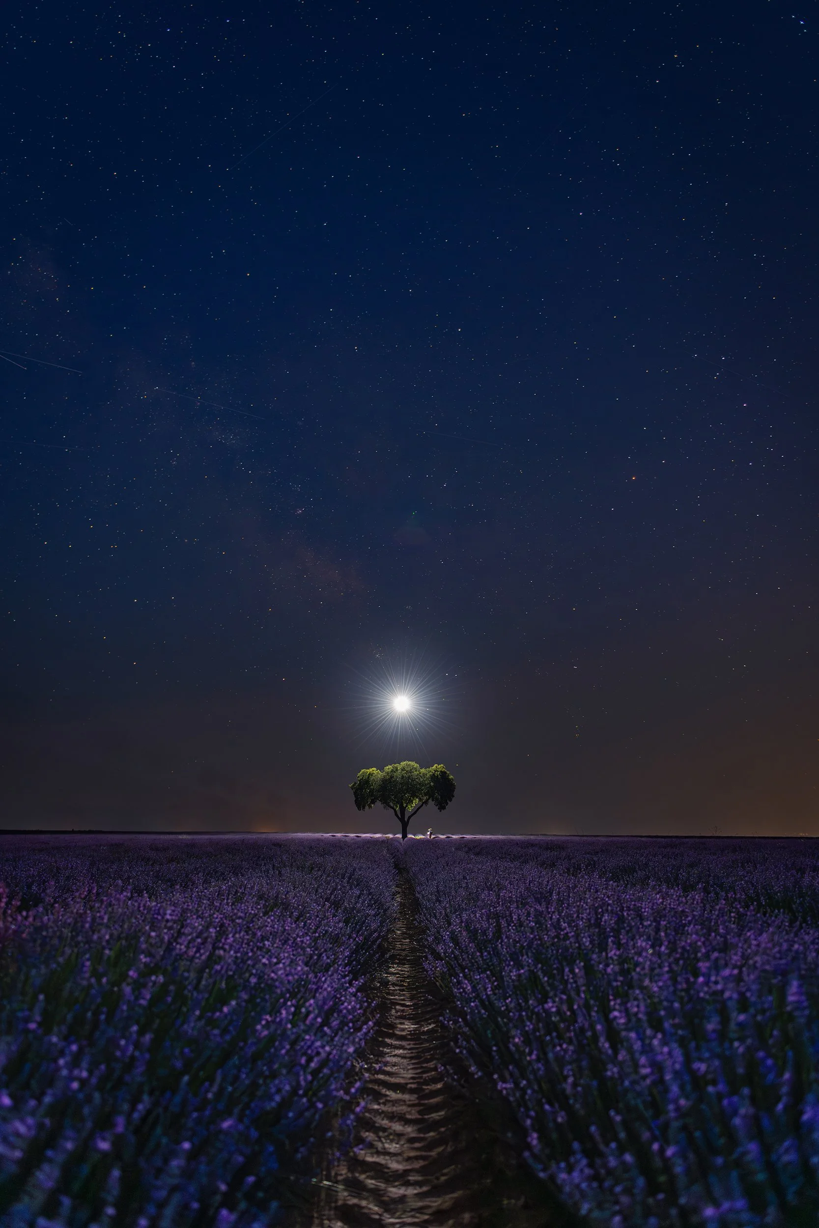 Nighttime view of a lavender field under a starry sky