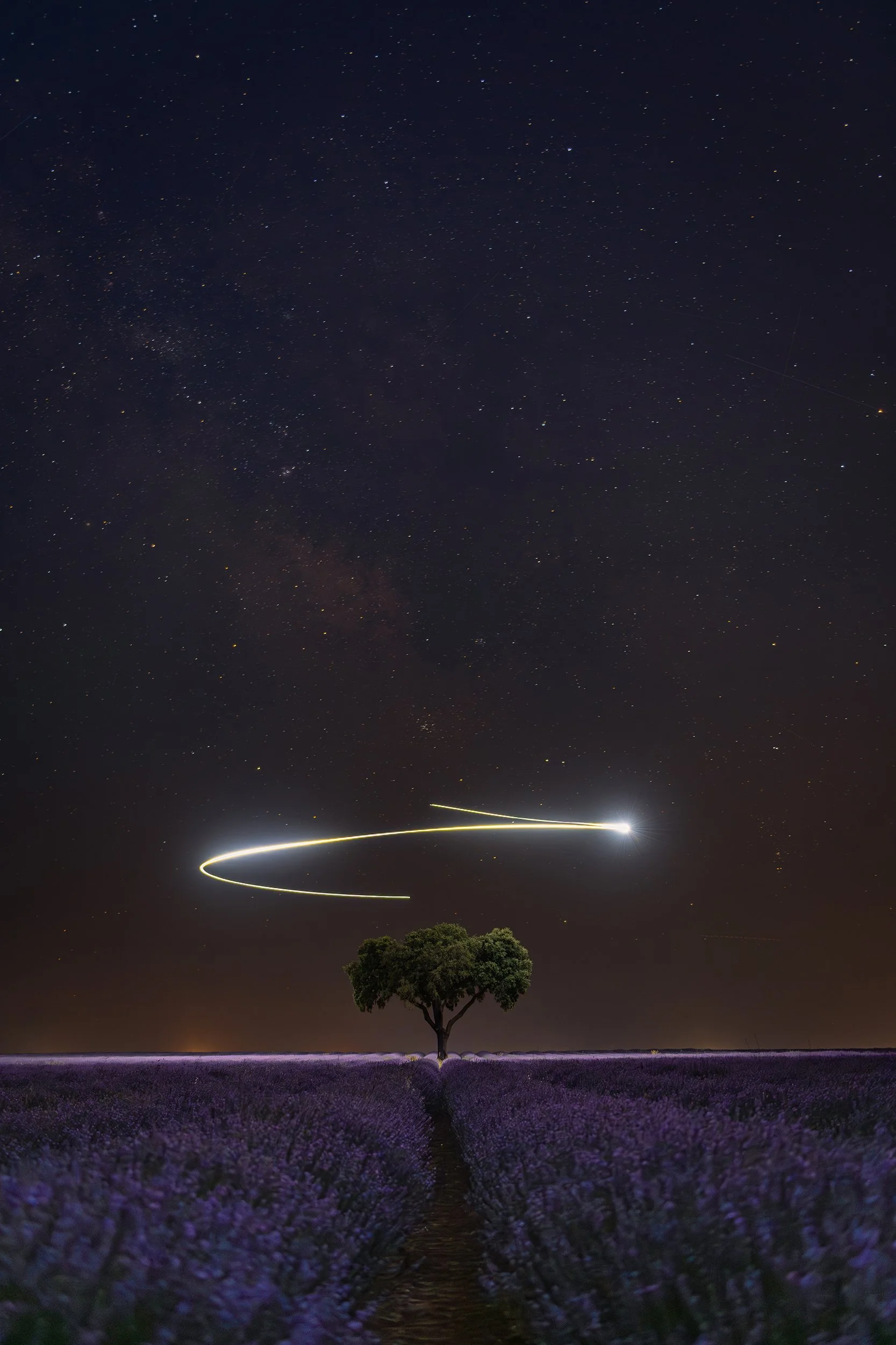 Nighttime view of a lavender field under a starry sky