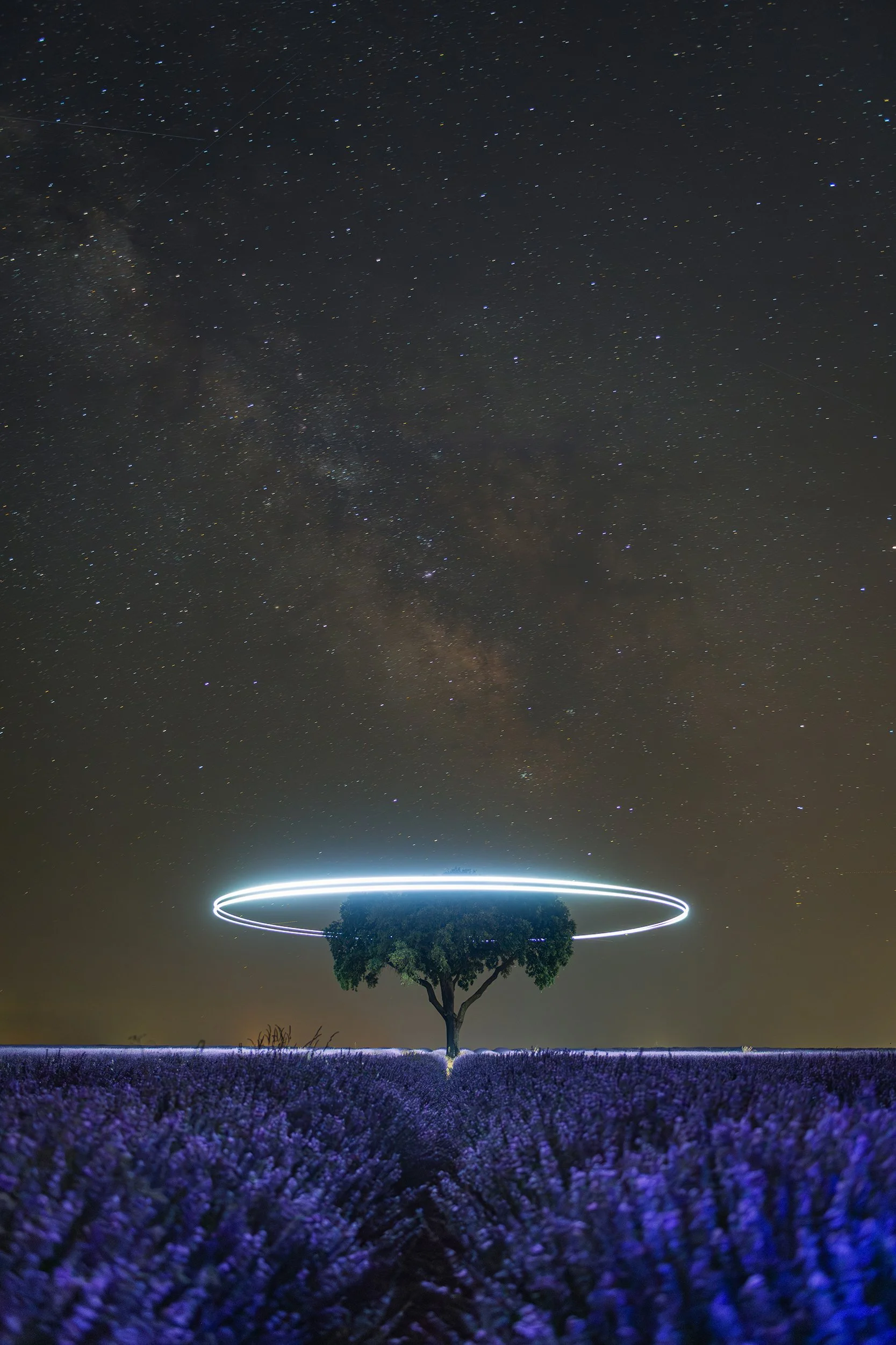 Nighttime view of a lavender field under a starry sky