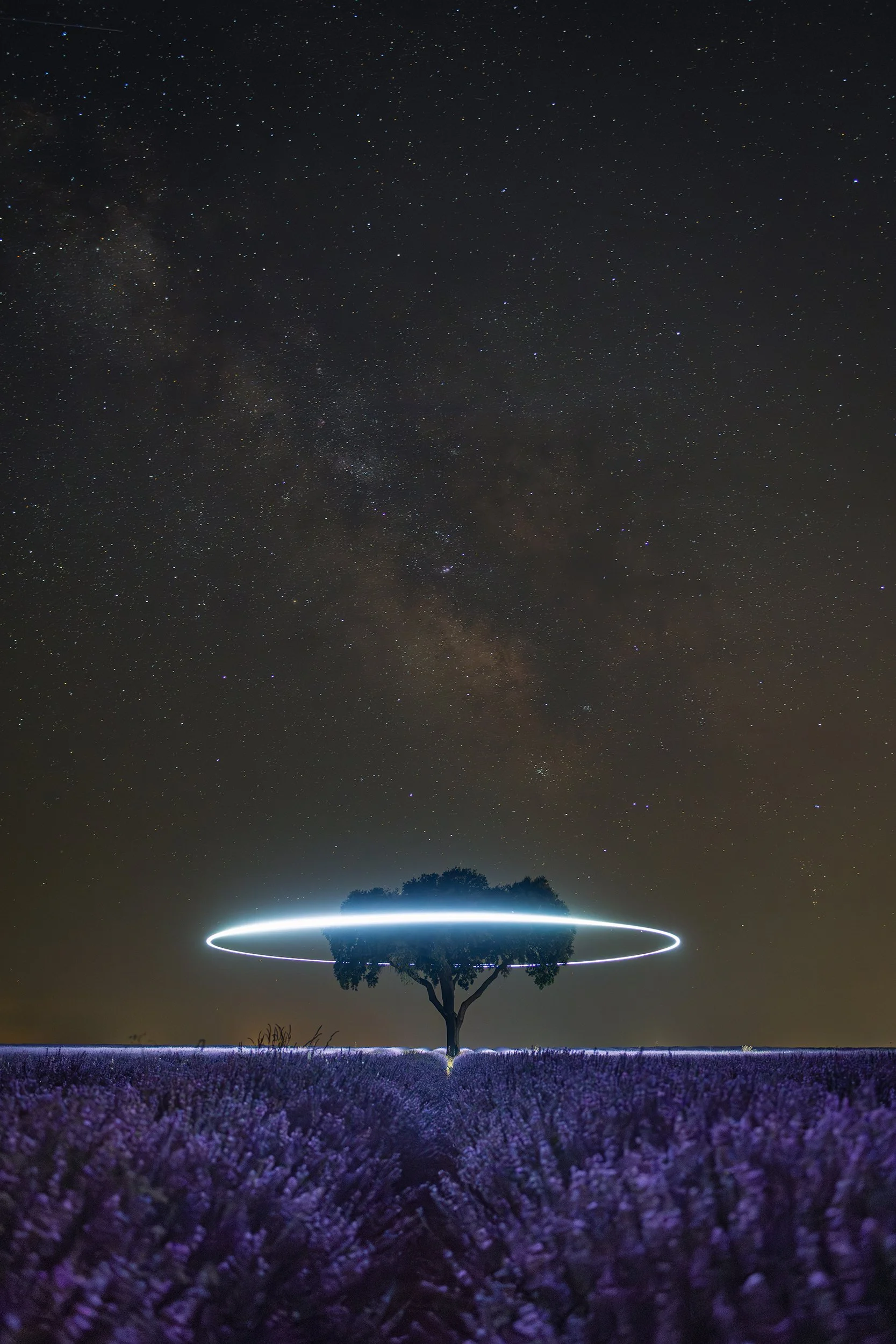 Nighttime view of a lavender field under a starry sky