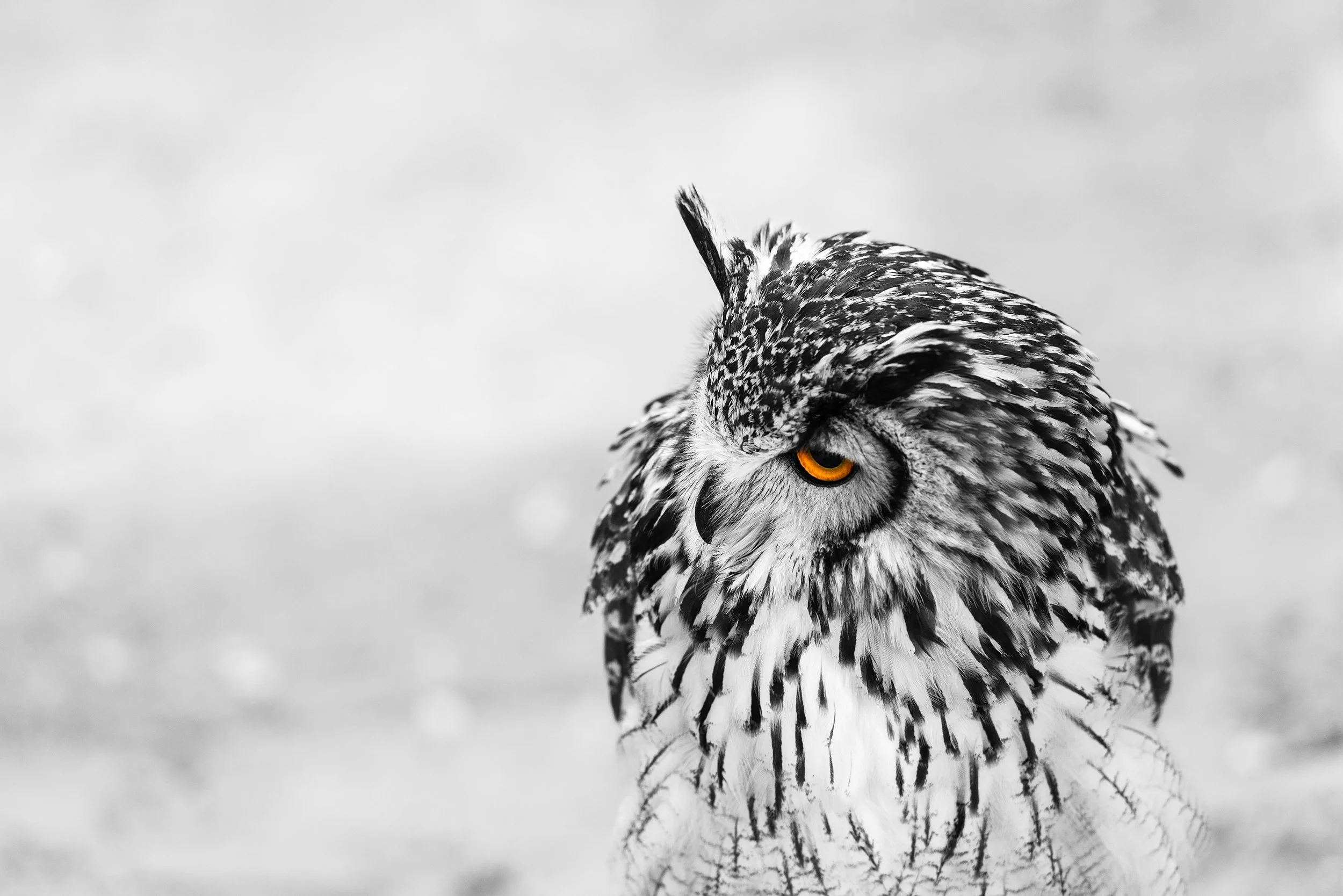 Portrait of a female great horned owl standing still on a pole against a blurred background.