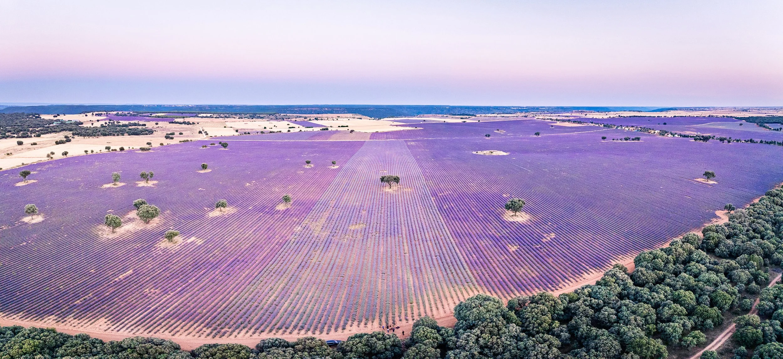 Aerial summer landscape of a lavender field near Brihuega, Spain