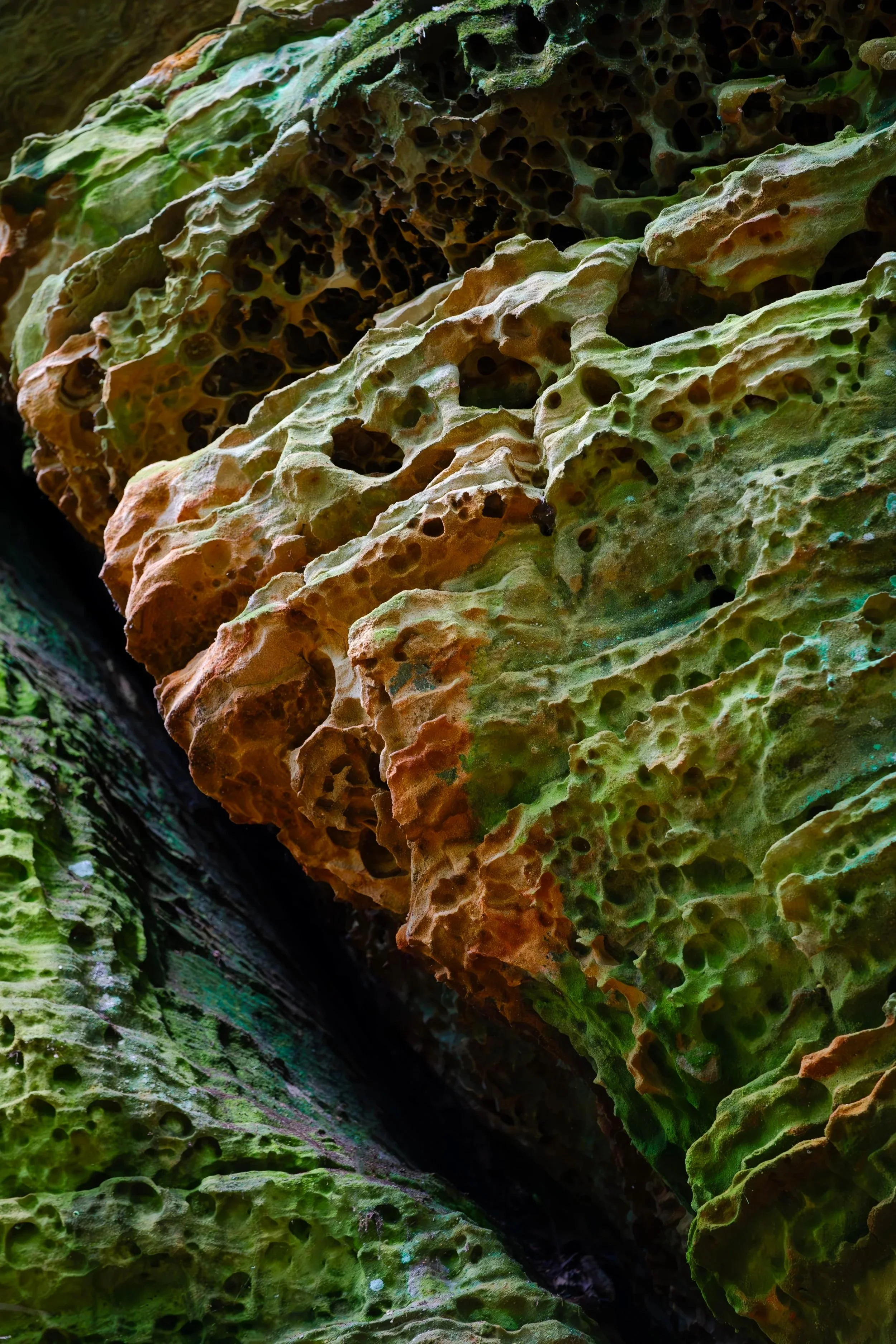 Trypophobia