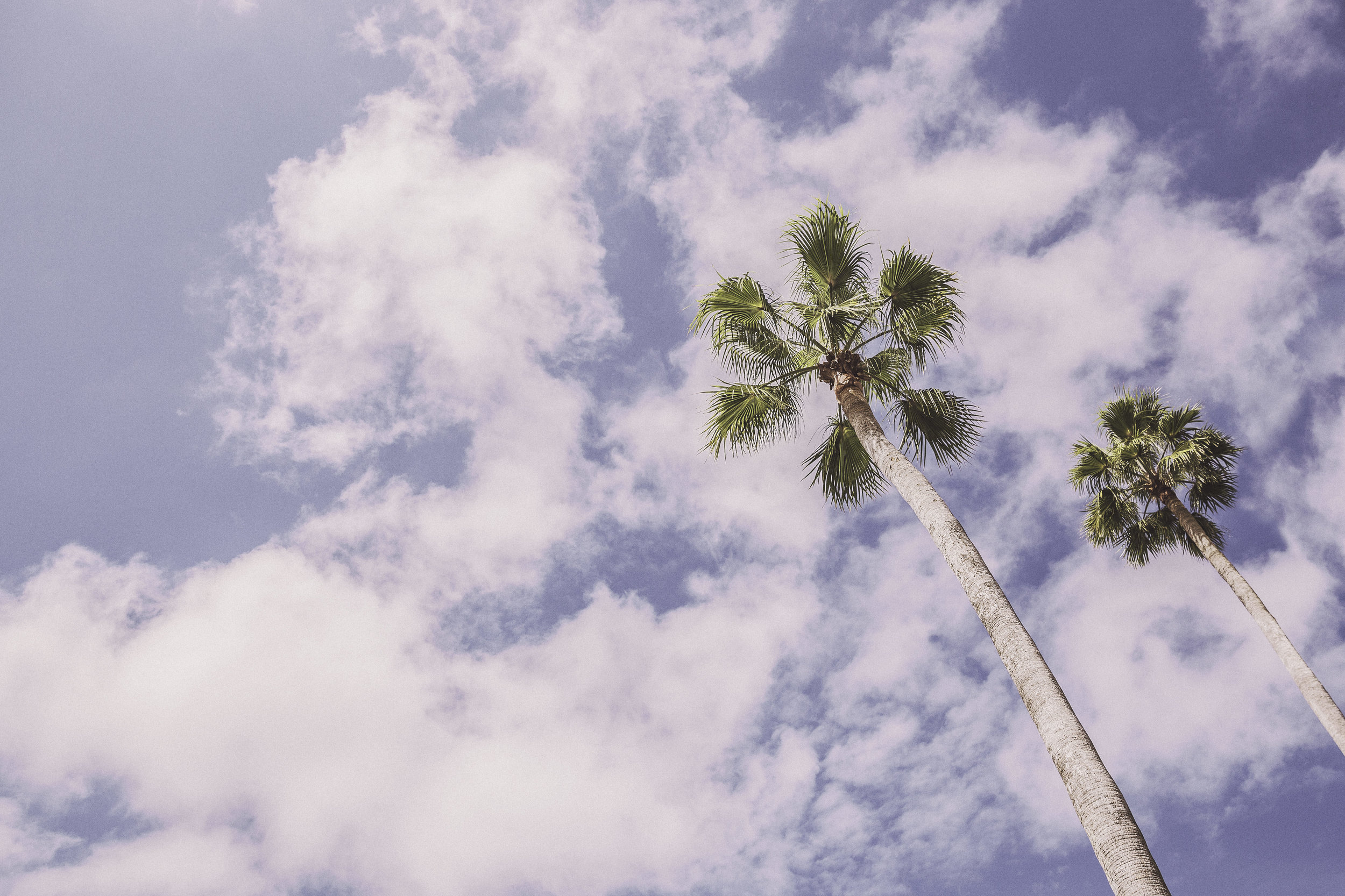 gratisography-plam-trees-summer.jpg