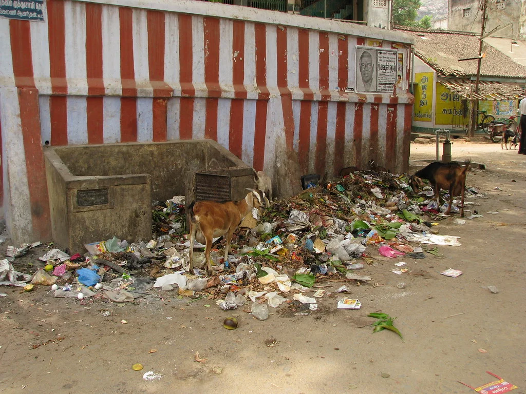 Goats in a pile of waste in India