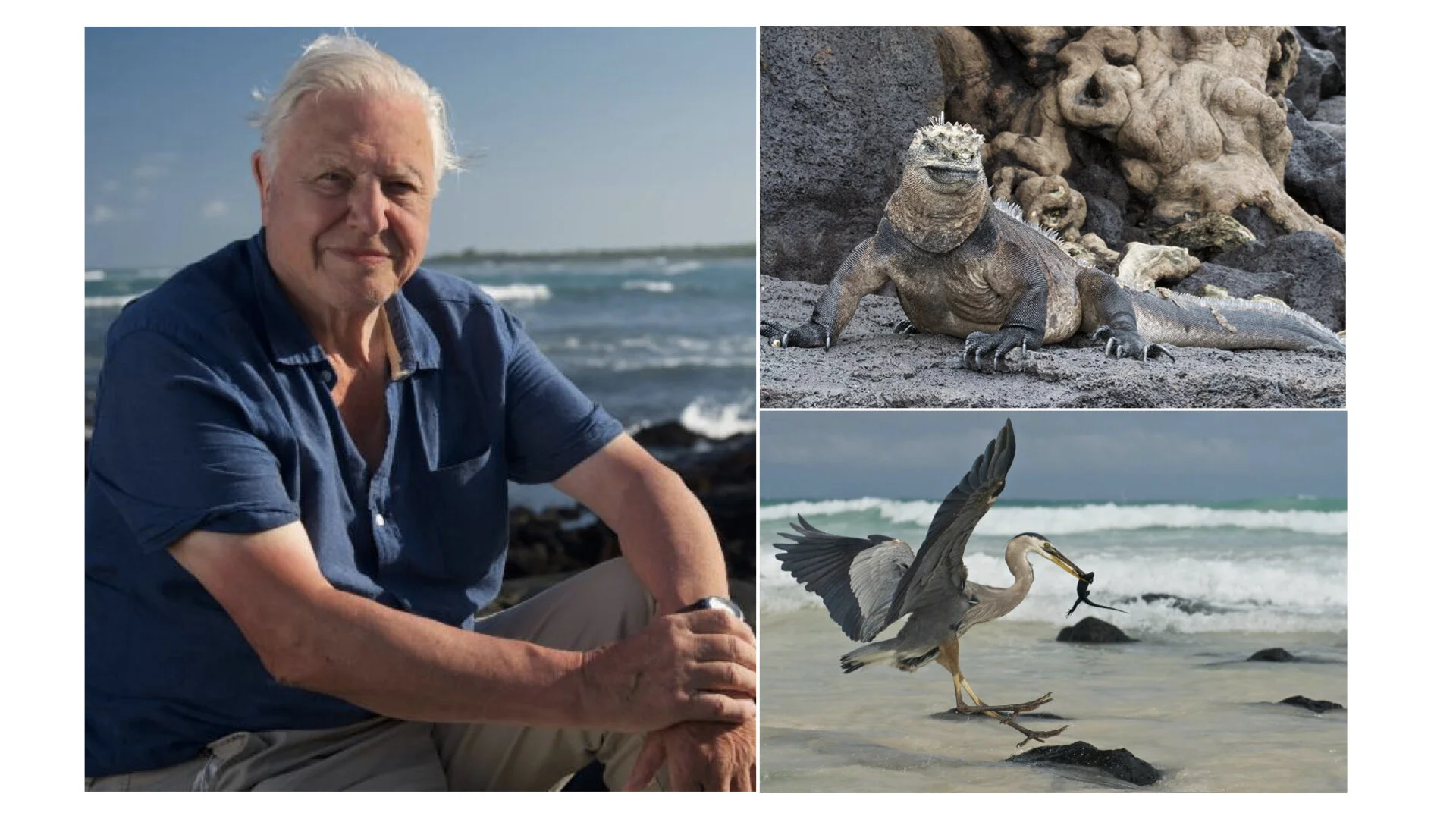 What businesses can learn from David Attenborough's Galapagos trip?