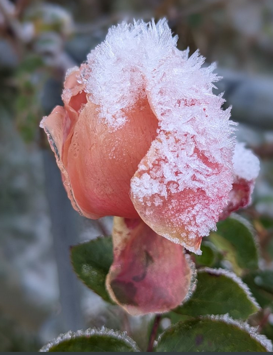 Closures over Festive period ...