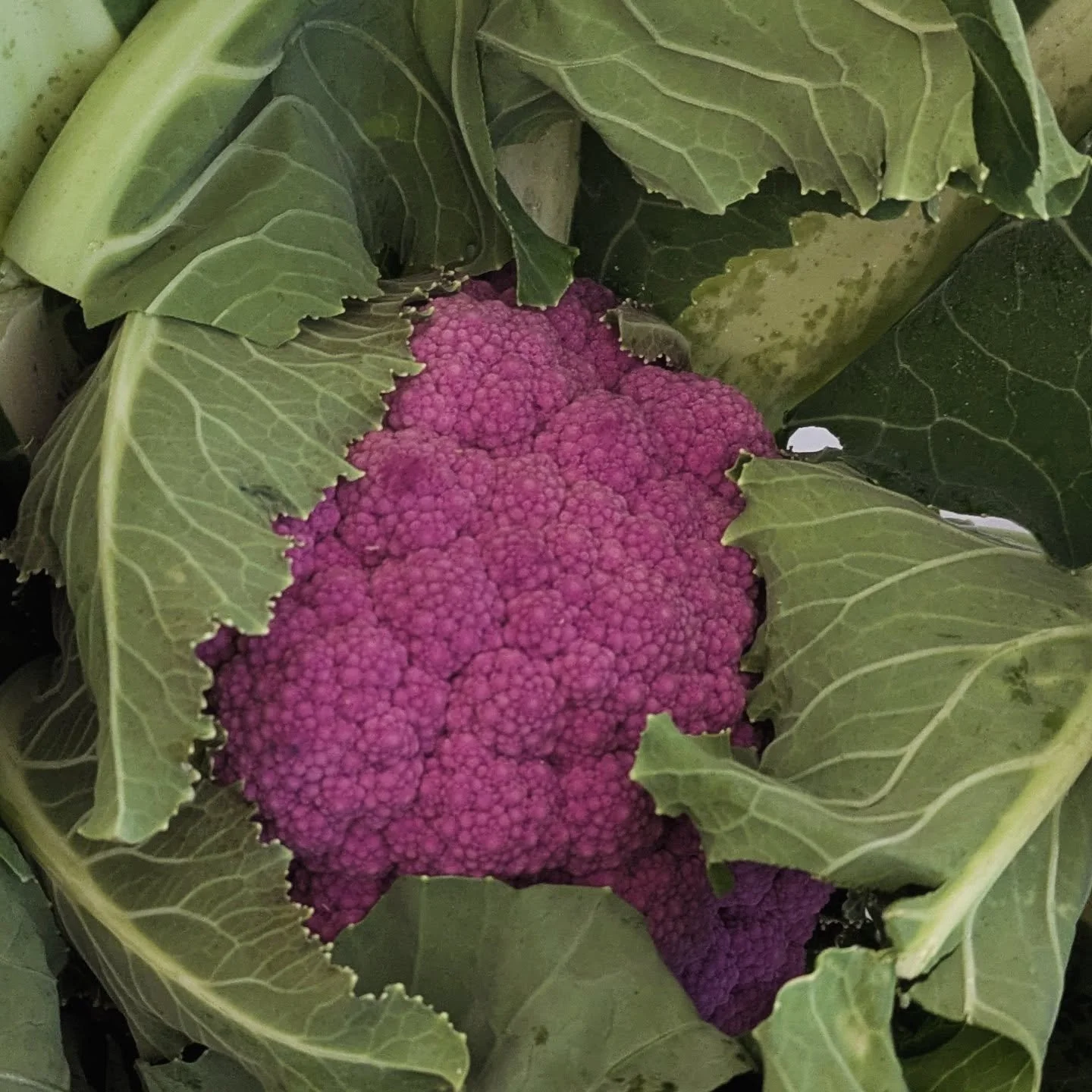 Thursday is @mossvalleymarketgarden delivery day and today included this purple beauty 💜